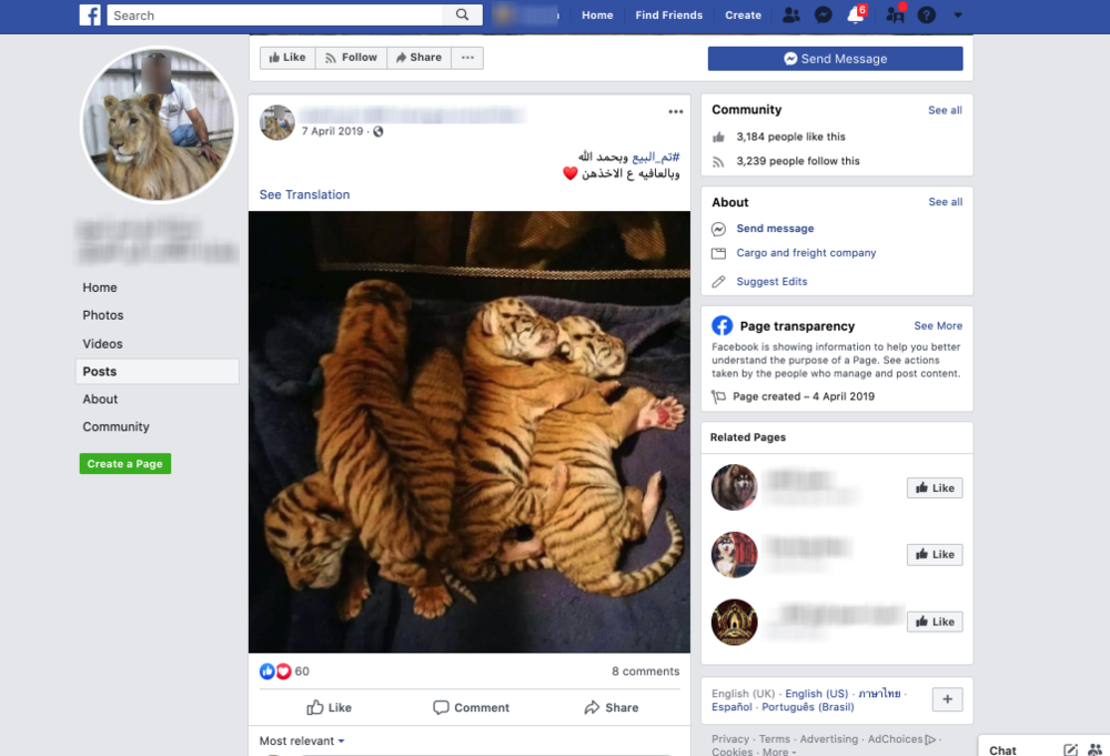 tiger cubs for sale in baghdad.png