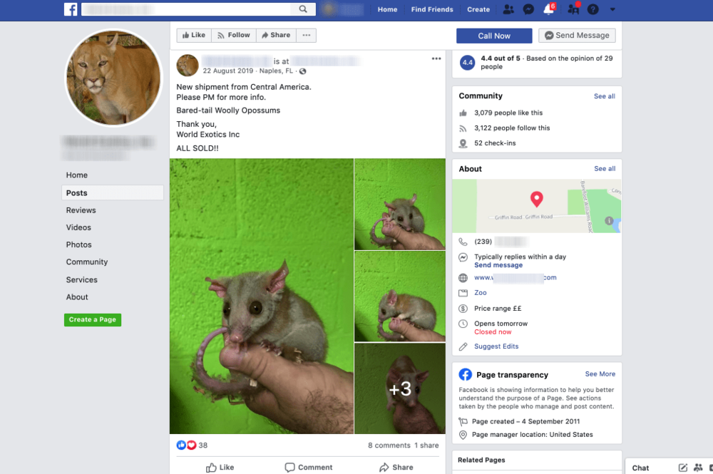 opossums shipped from central america for sale on facebook.png