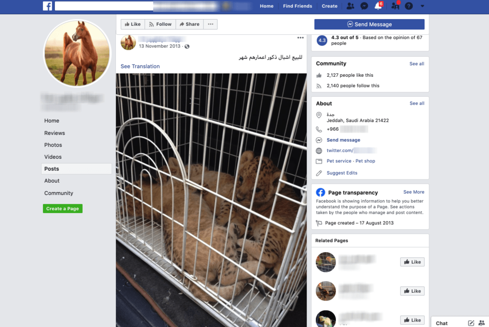 cheetah cubs for sale in saudi arabia facebook account.png