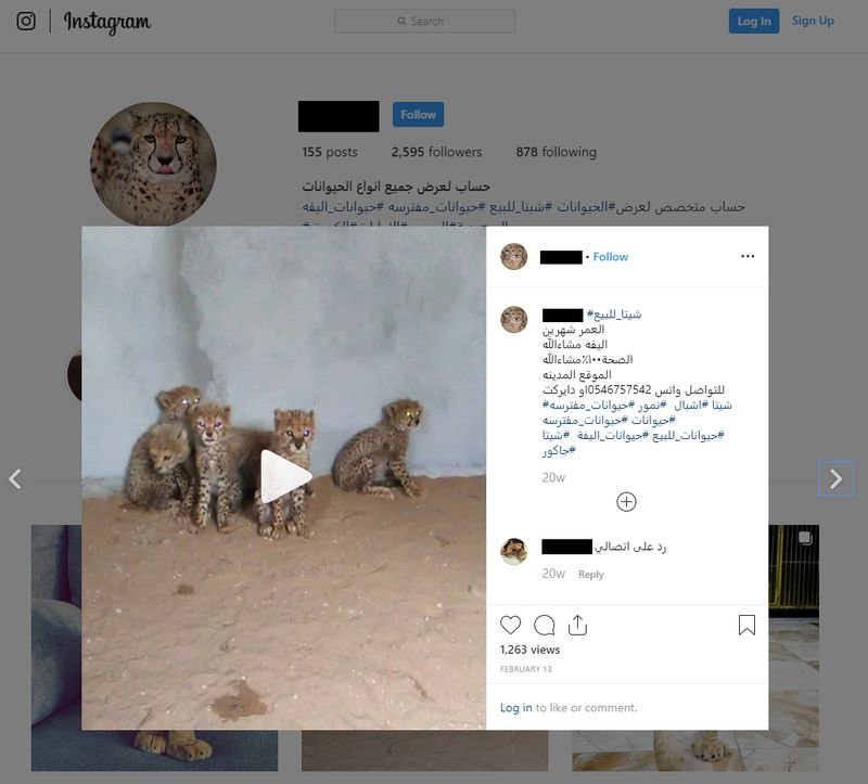 cheetahs for sale arabic instagram.jpeg