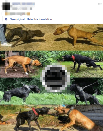 Dogs lunging at each other facebook.png