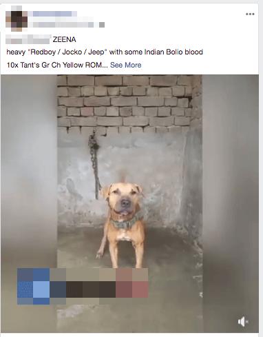Grand champ dog chained to wall facebook.png