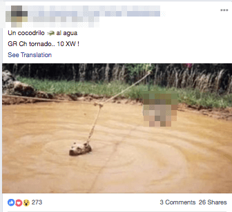 Grand champion forced to swim facebook.png