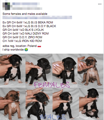 I ship worldwide - puppies of grand champion fighting dogs for sale facebook.png