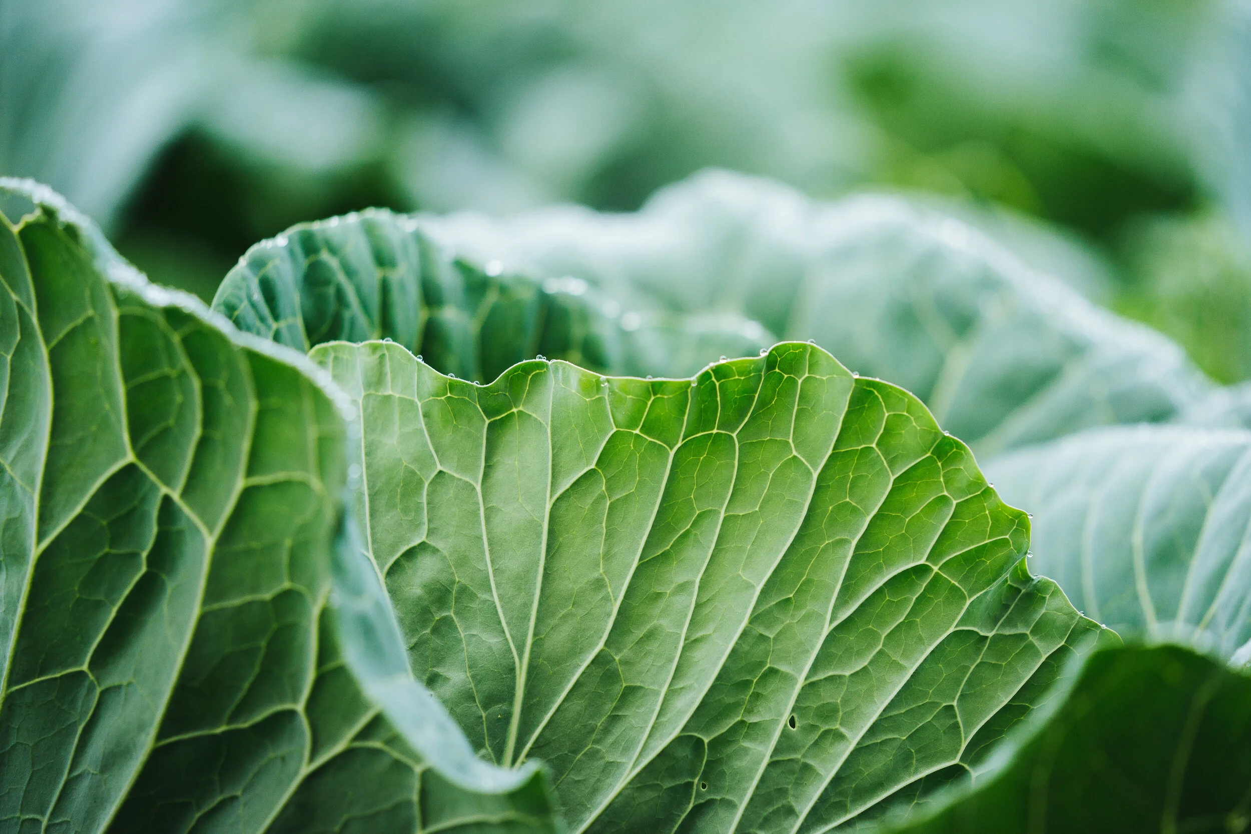 Certified Organic Sauerkraut Cabbage