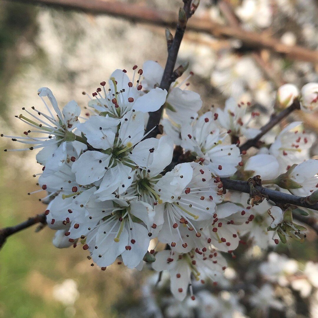 Happy Spring Equinox 🌸

Here in the northern hemisphere we are awakening after a long winter.
The long awaited summer months are on their way.
The days will become lighter and longer.
Flowers and trees are blossoming once more.
World hold on.
We wil