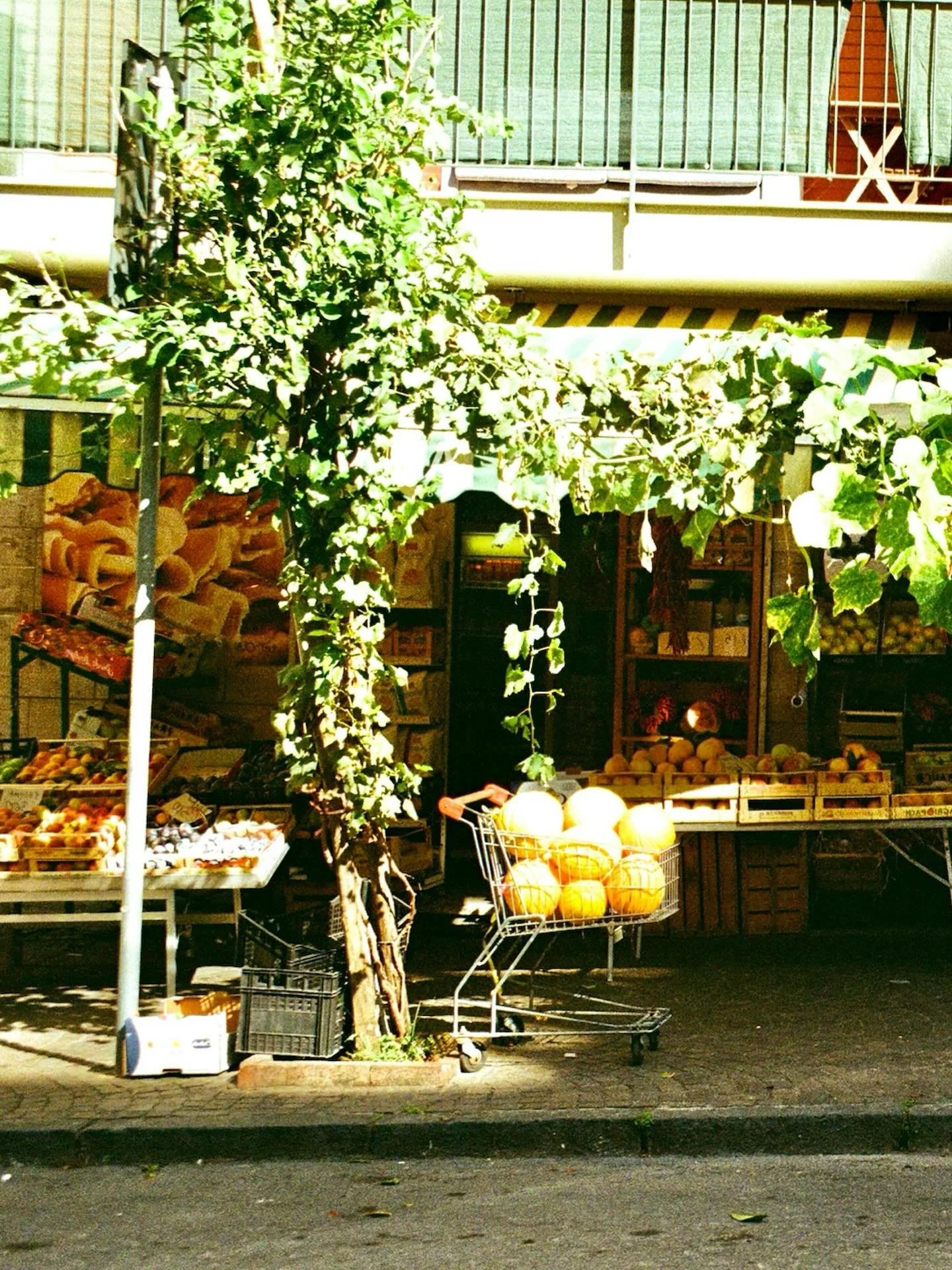 Napoli, Sorrento, Positano, Amalfi 🍷🍋

#35mm #kodakgold