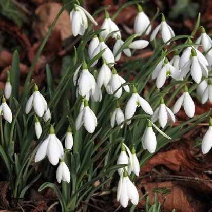 snowdrops.jpg