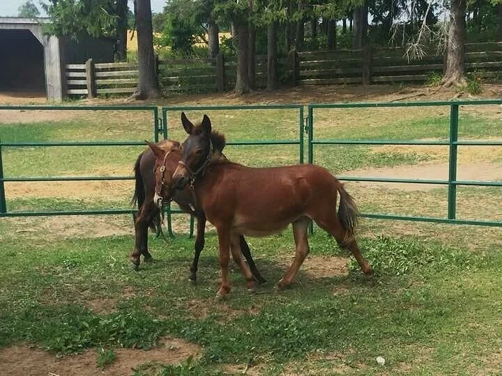 I hope you’re as close with your celiac friend as these two donkey buddies - close enough that you’ll try new and interesting gluten free foods with them!