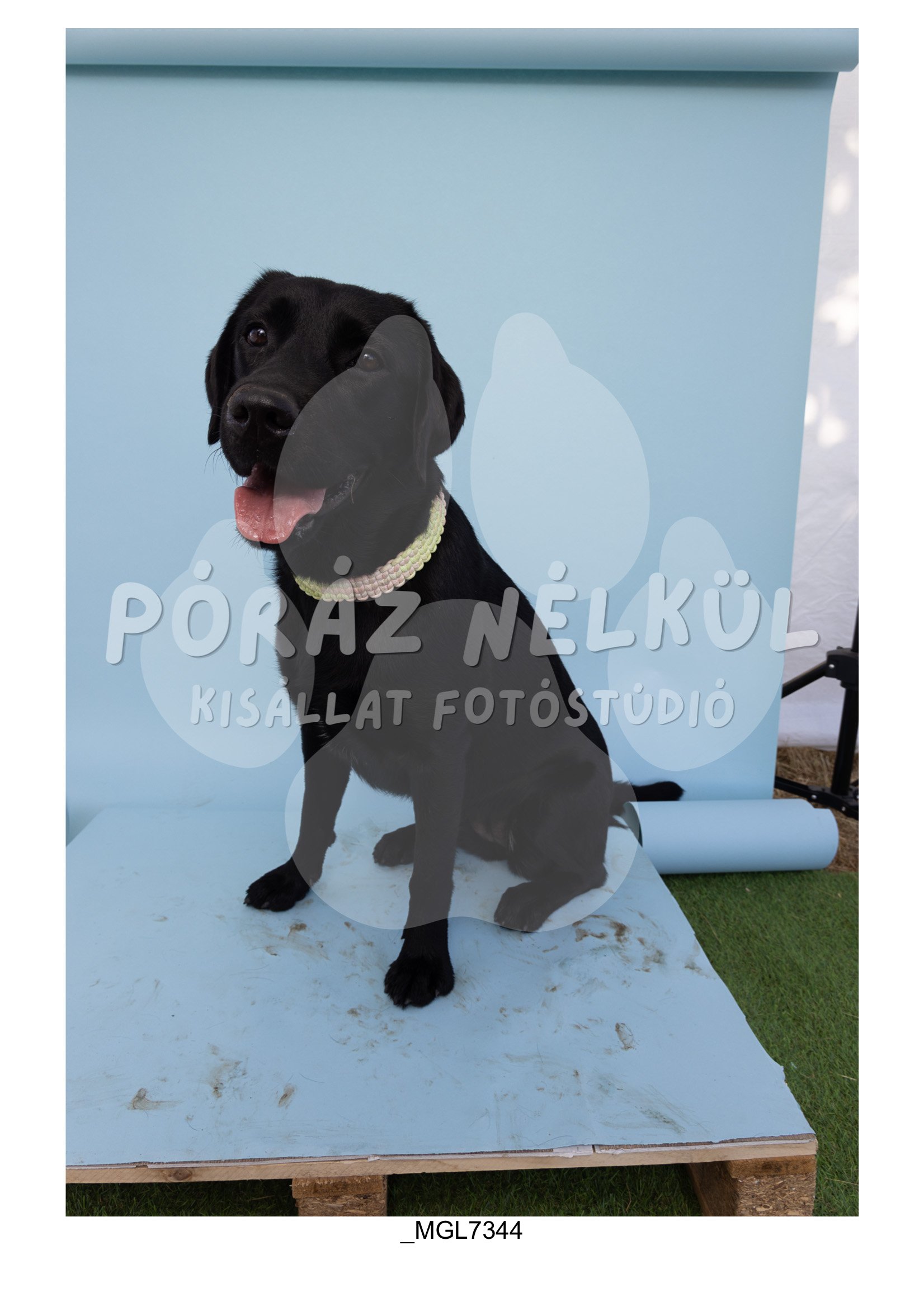 Fidela_Puller_Galéria-22.jpg