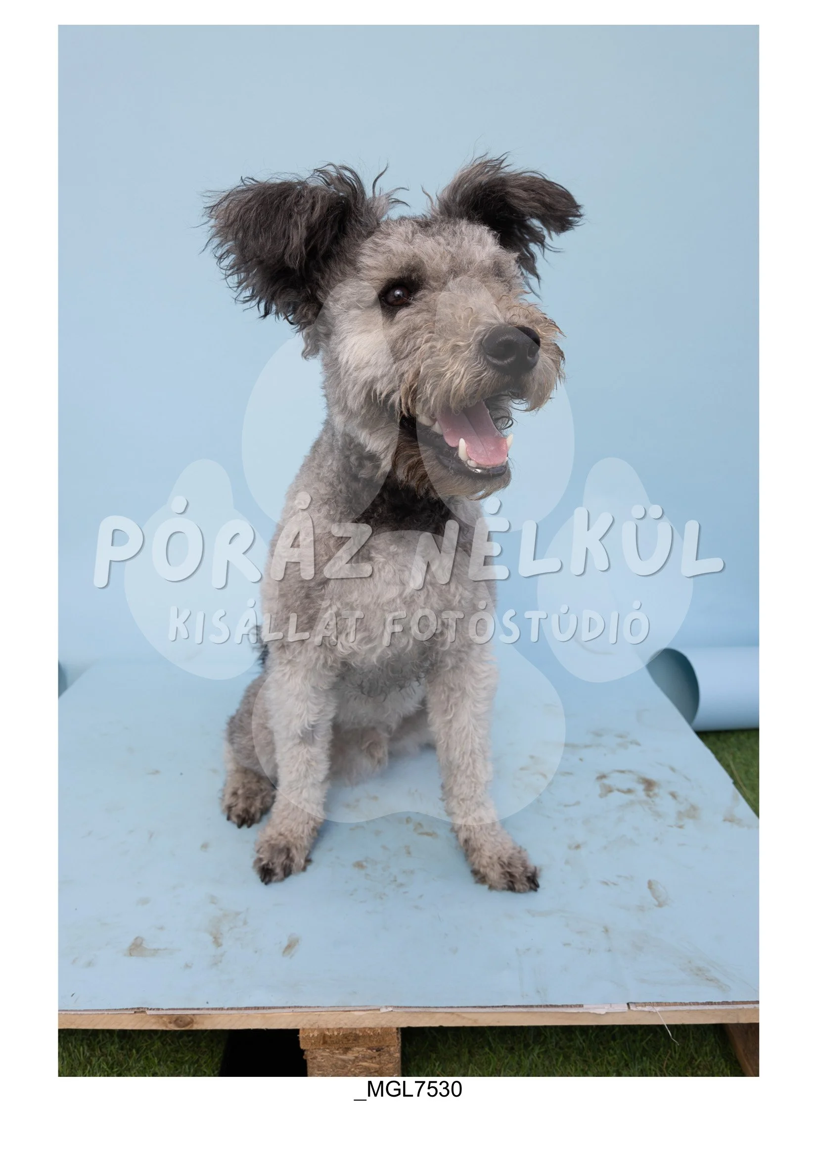 Fidela_Puller_Galéria-40.jpg