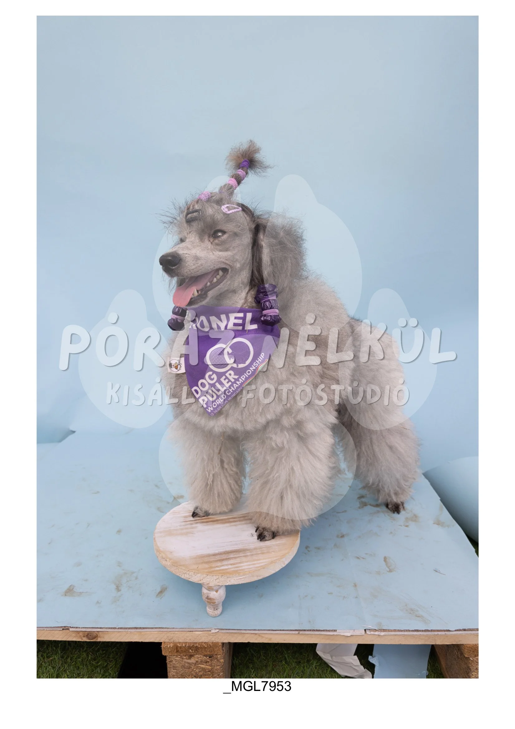 Fidela_Puller_Galéria-83.jpg