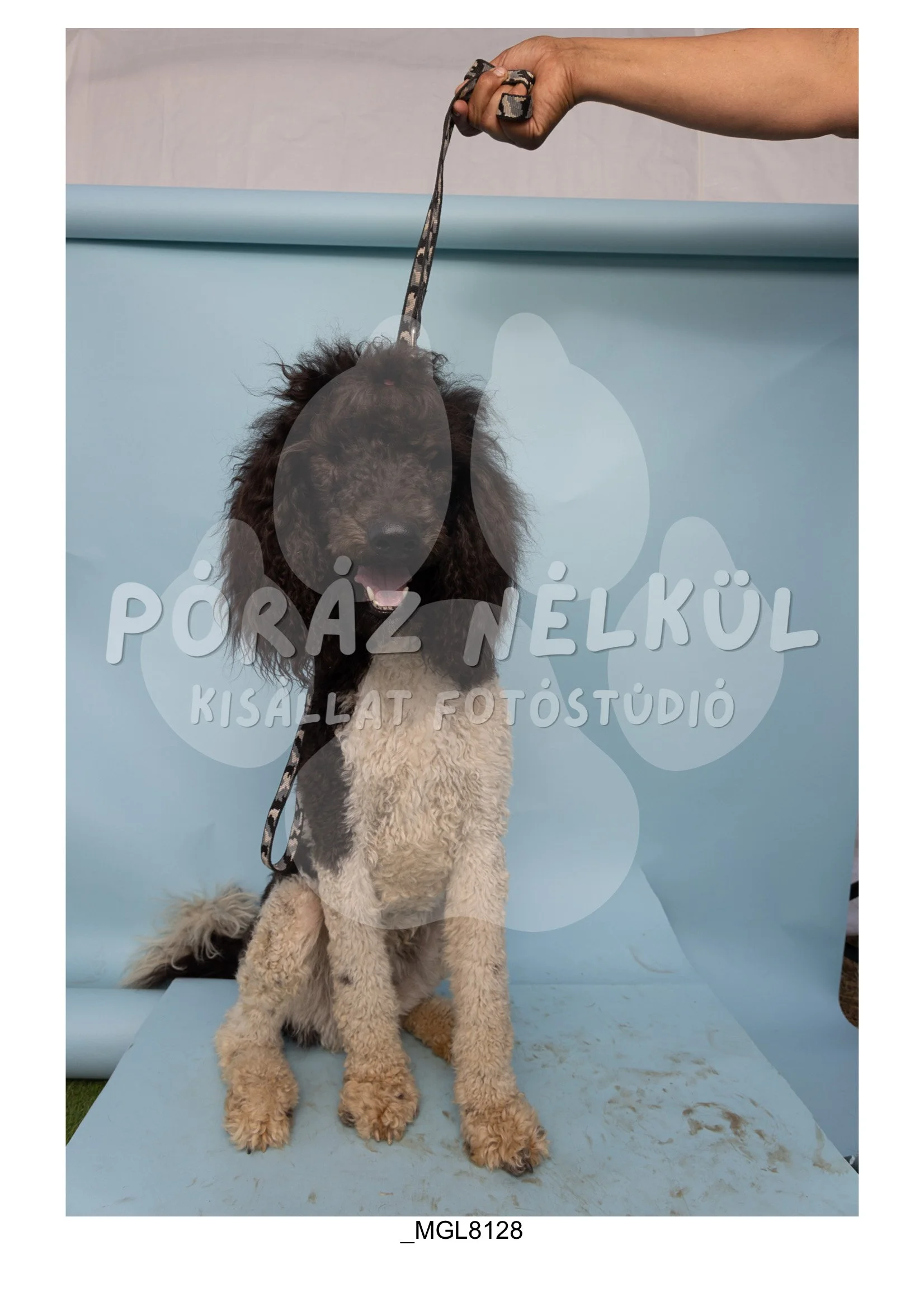 Fidela_Puller_Galéria-95.jpg