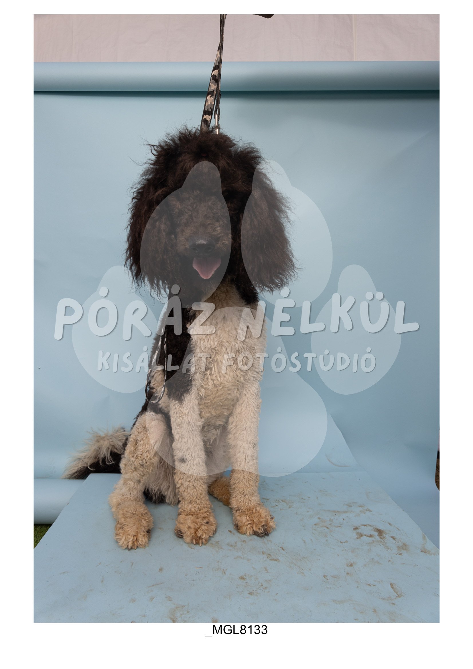 Fidela_Puller_Galéria-96.jpg