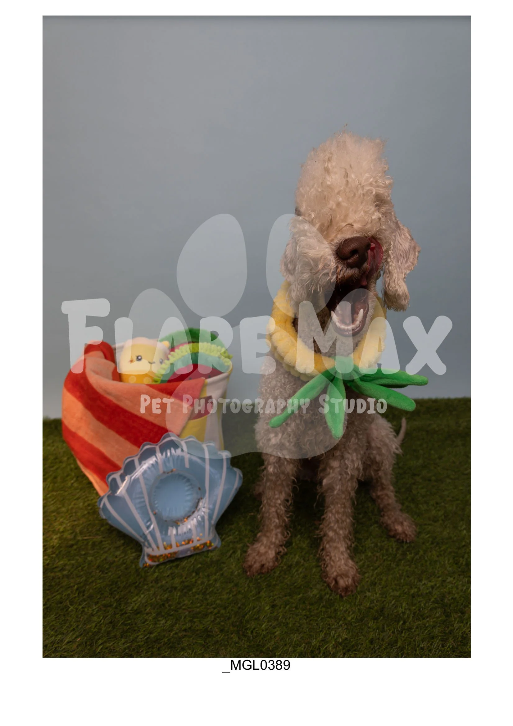Doghouse gallery-002.jpg
