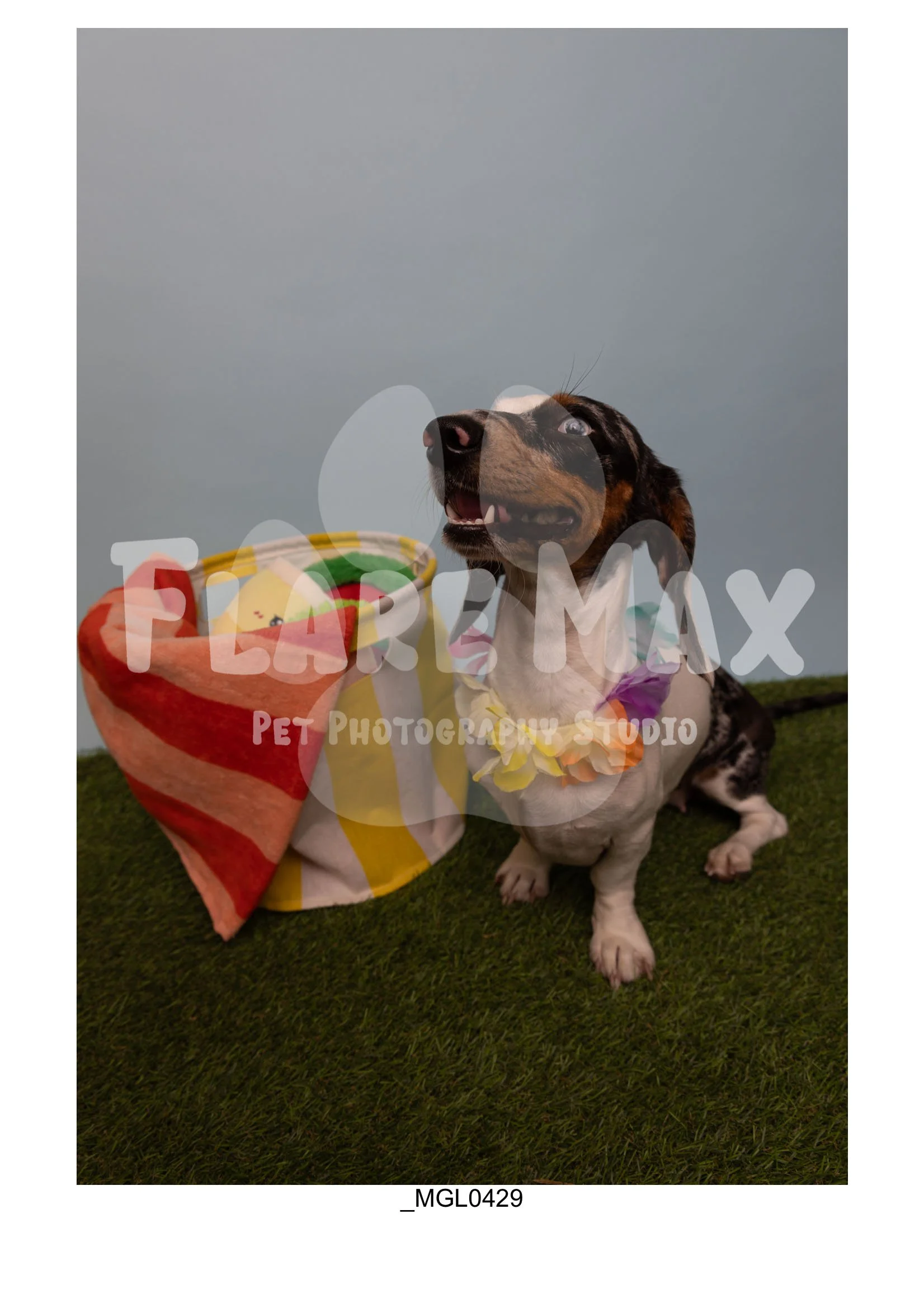 Doghouse gallery-006.jpg