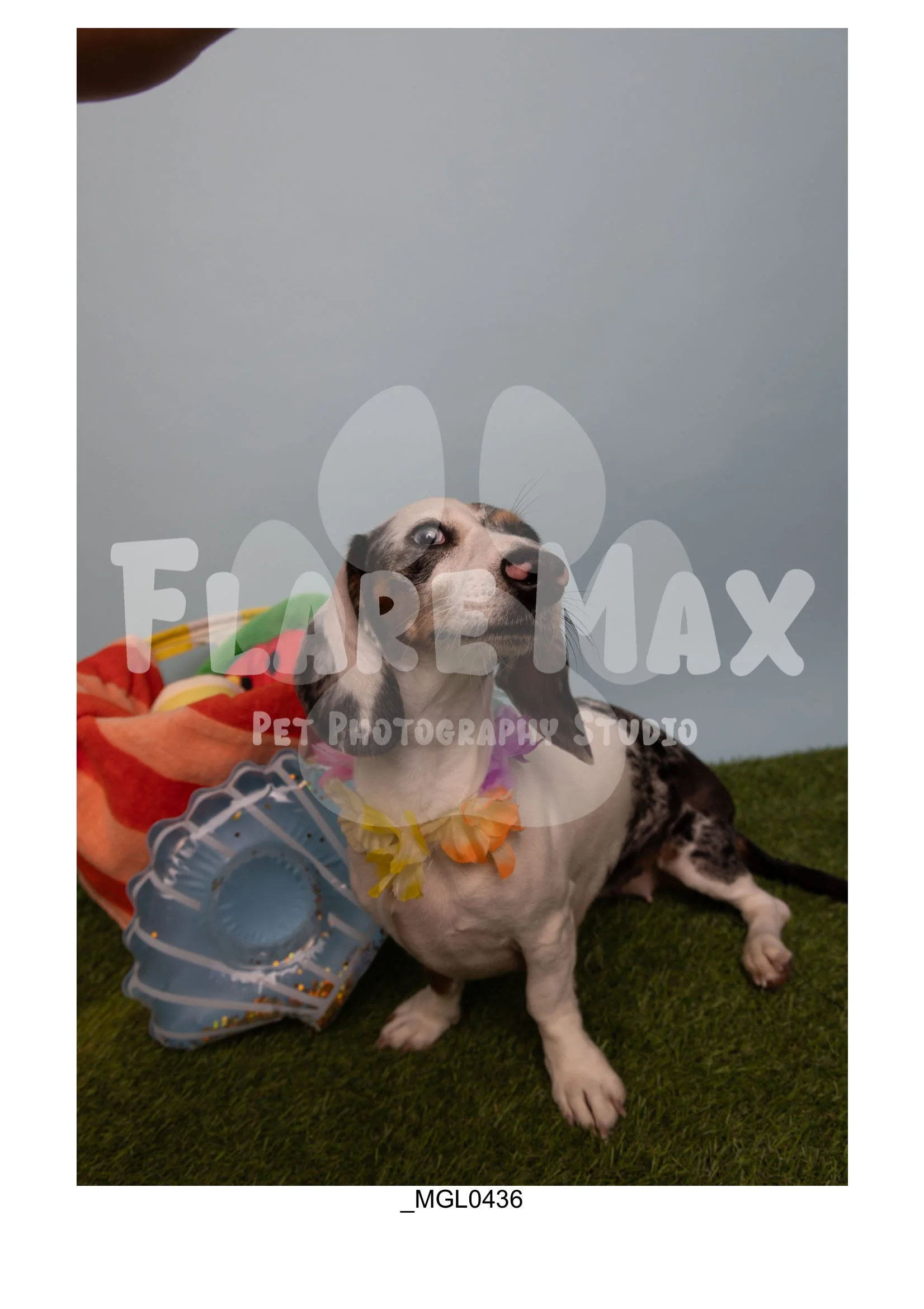 Doghouse gallery-007.jpg