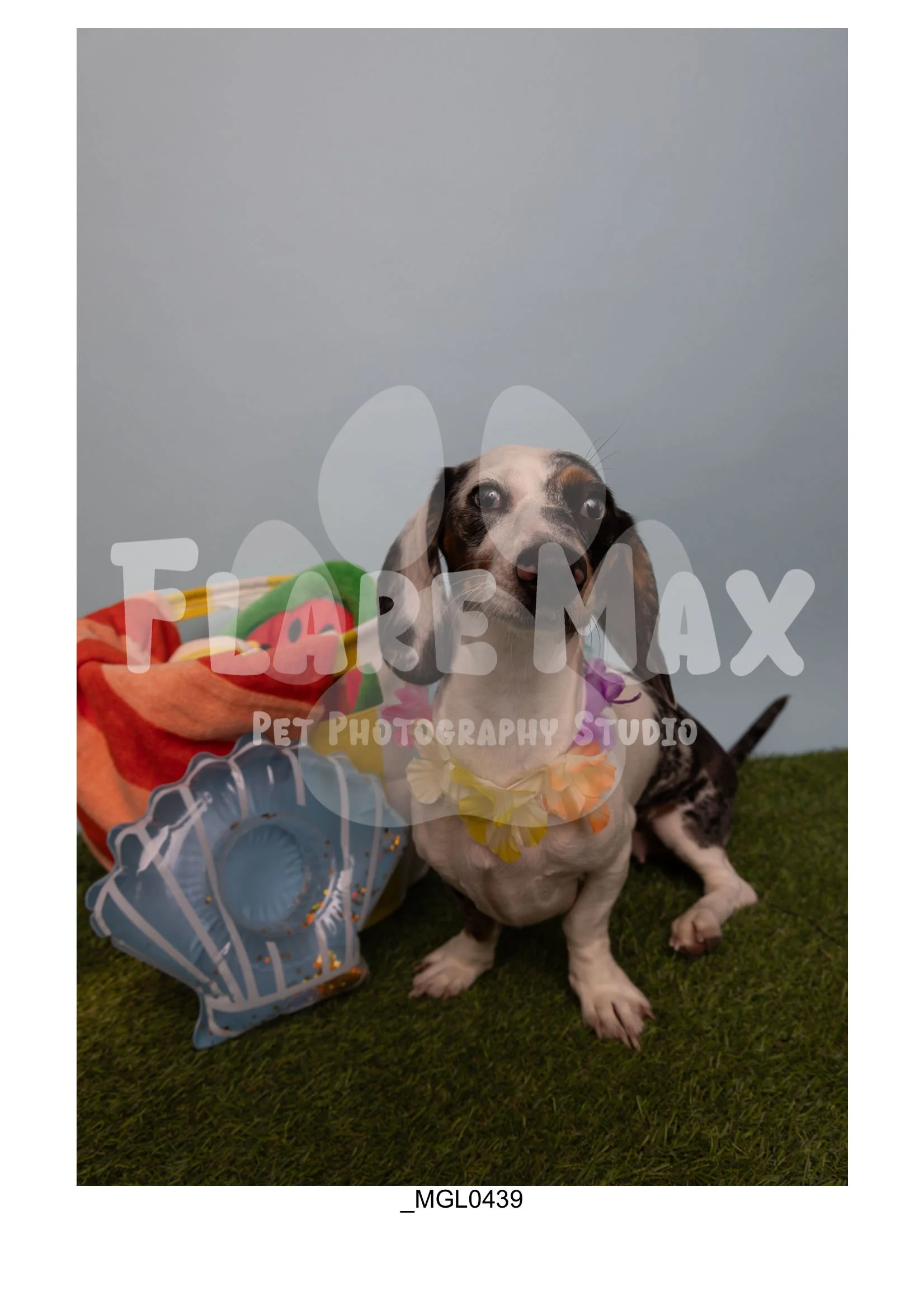 Doghouse gallery-008.jpg
