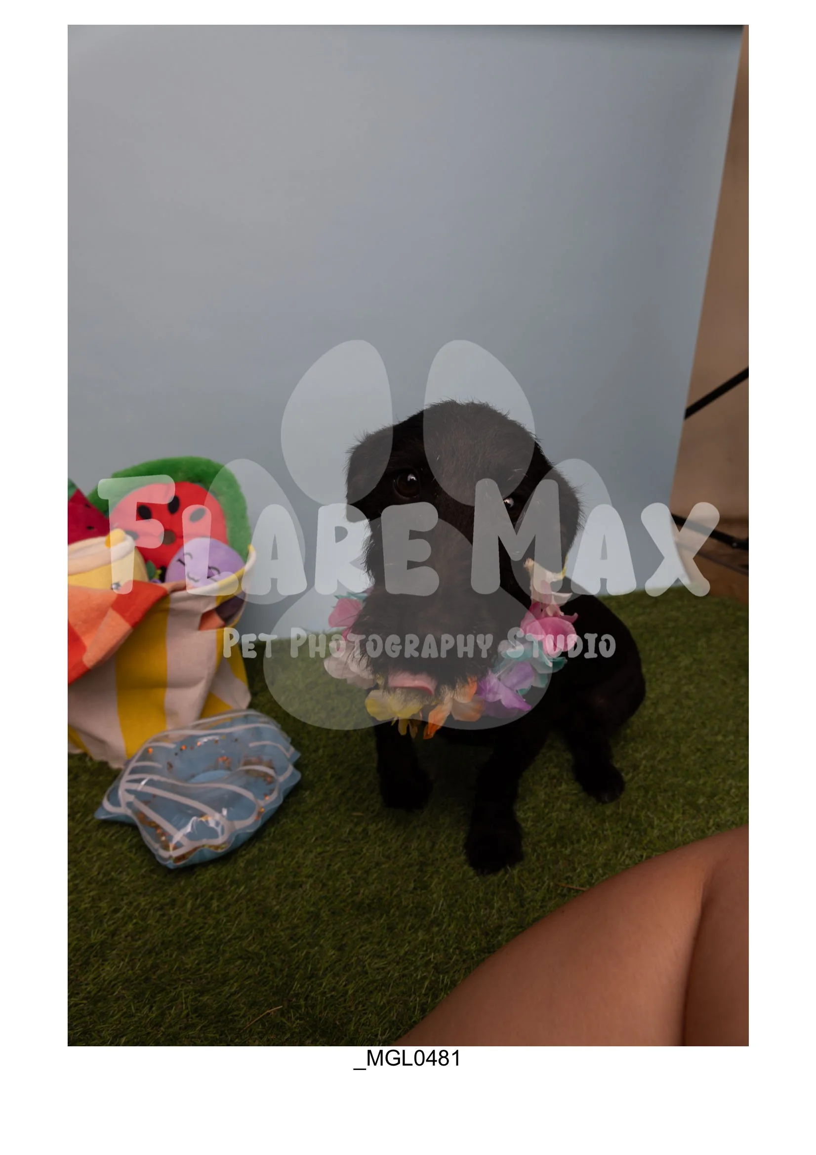 Doghouse gallery-016.jpg