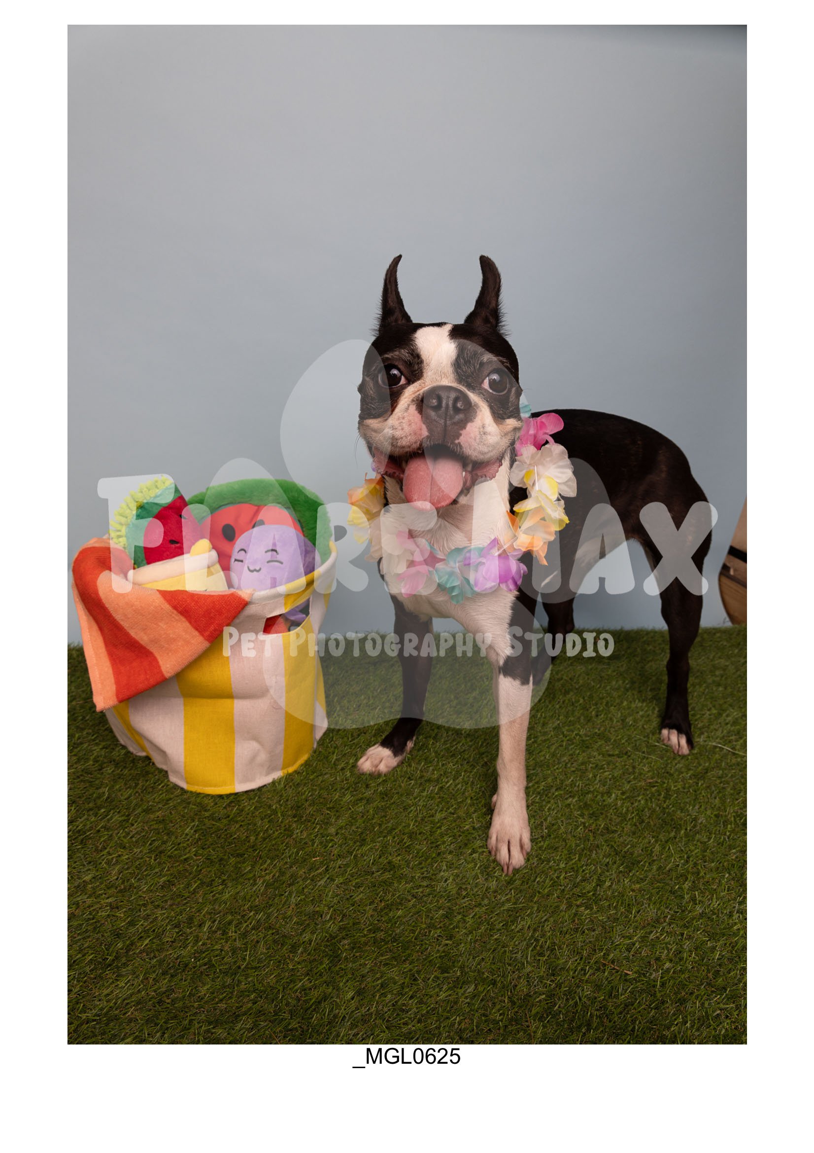 Doghouse gallery-028.jpg