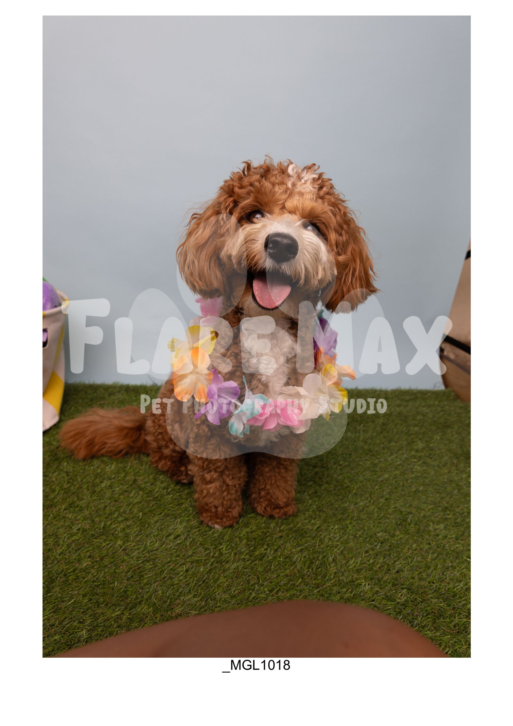 Doghouse gallery-056.jpg