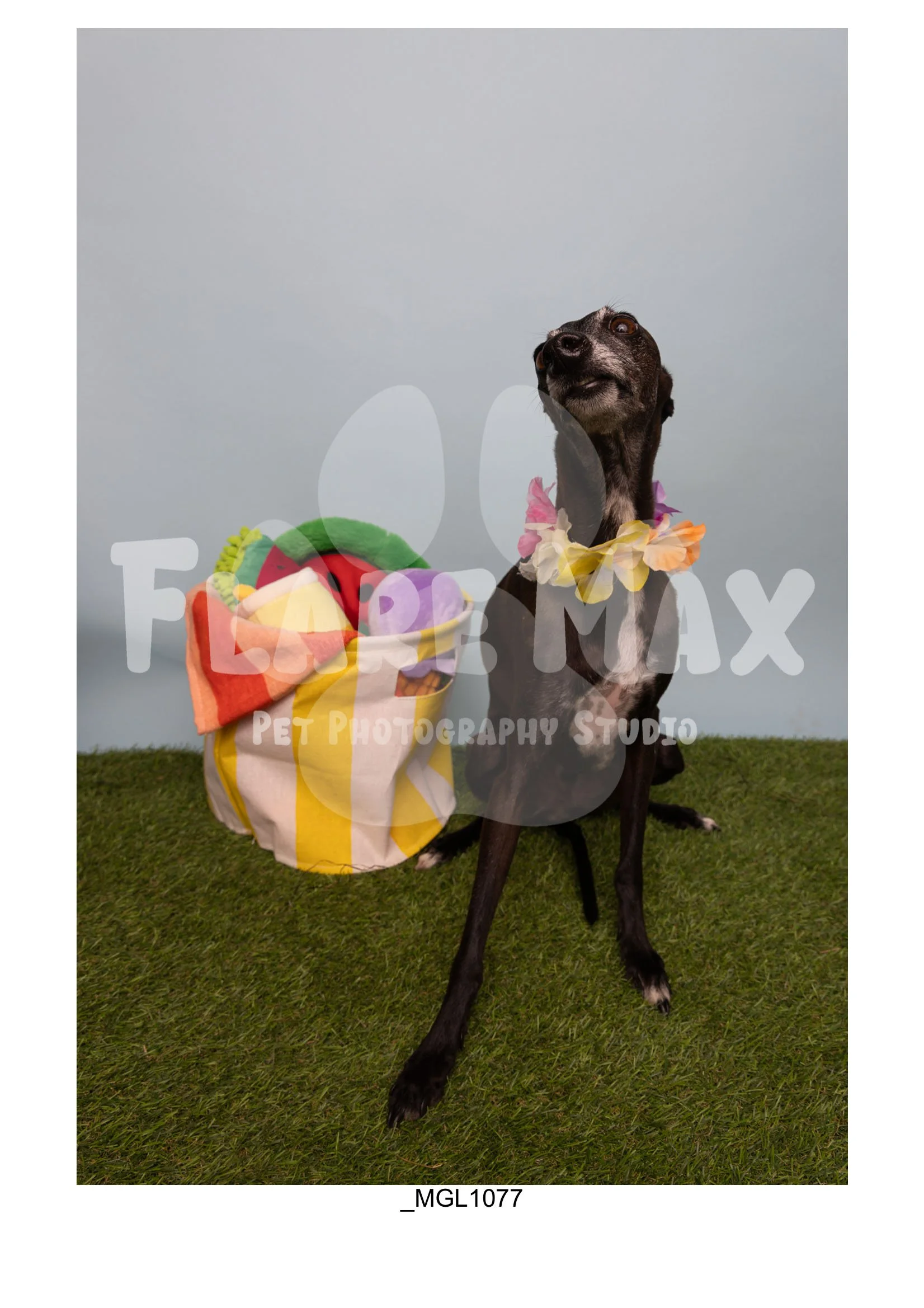 Doghouse gallery-060.jpg