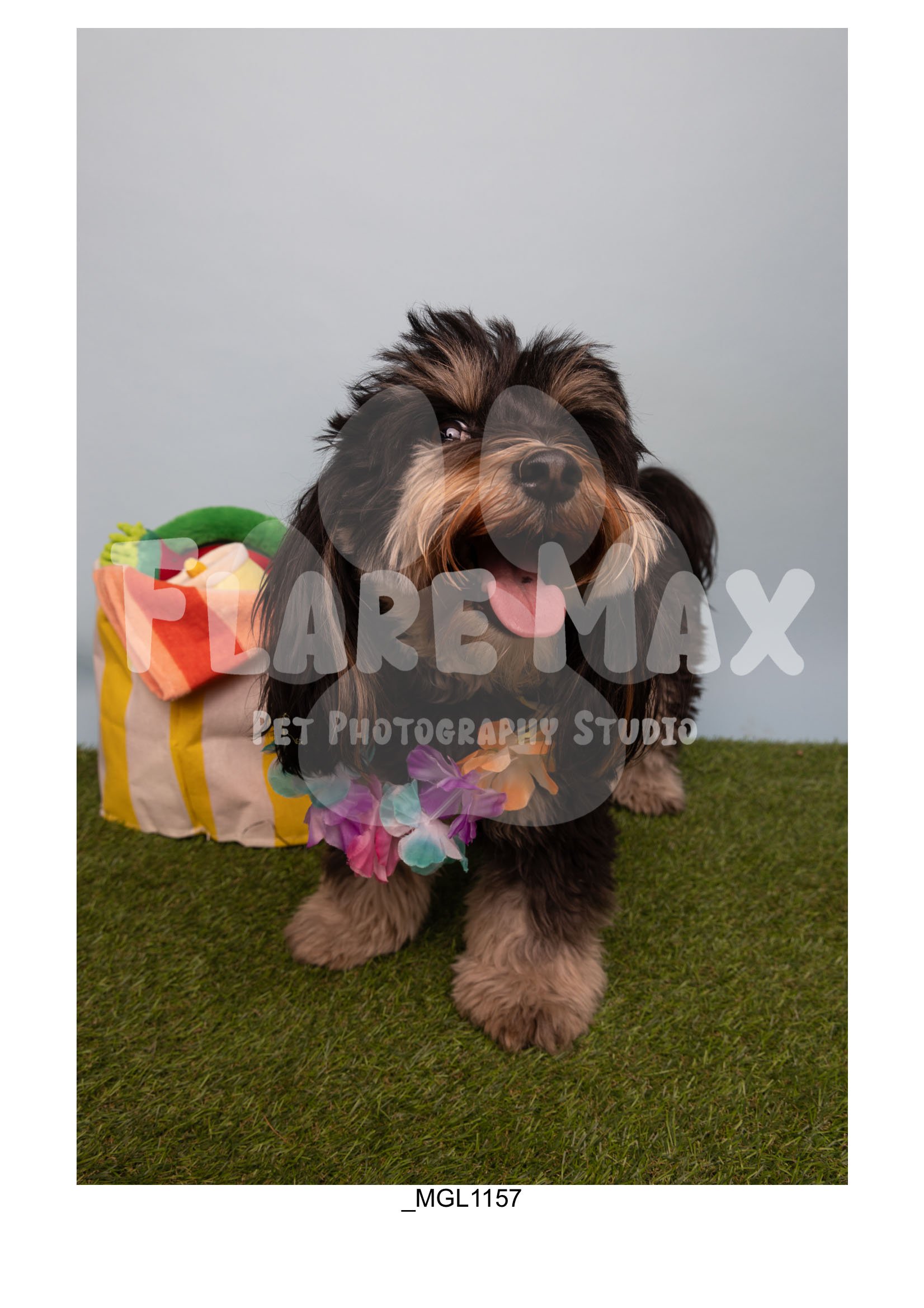 Doghouse gallery-068.jpg