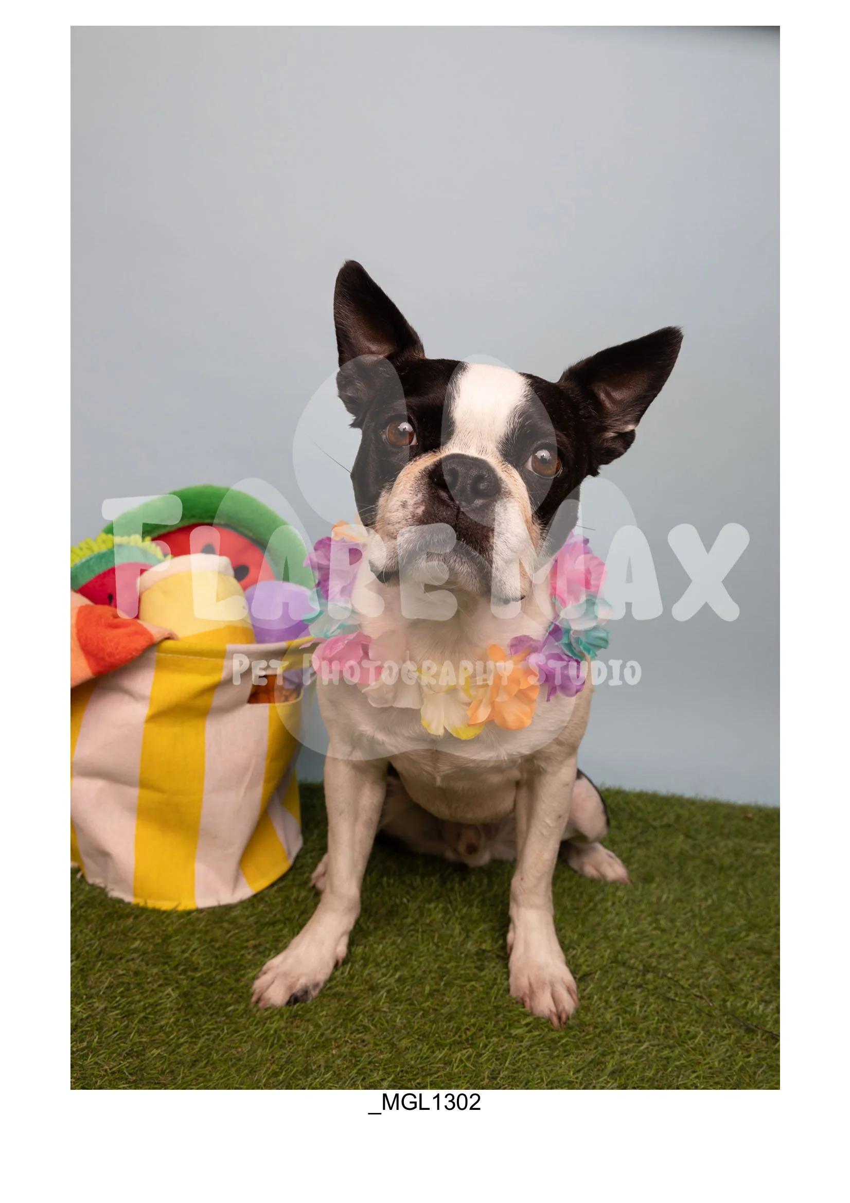 Doghouse gallery-075.jpg