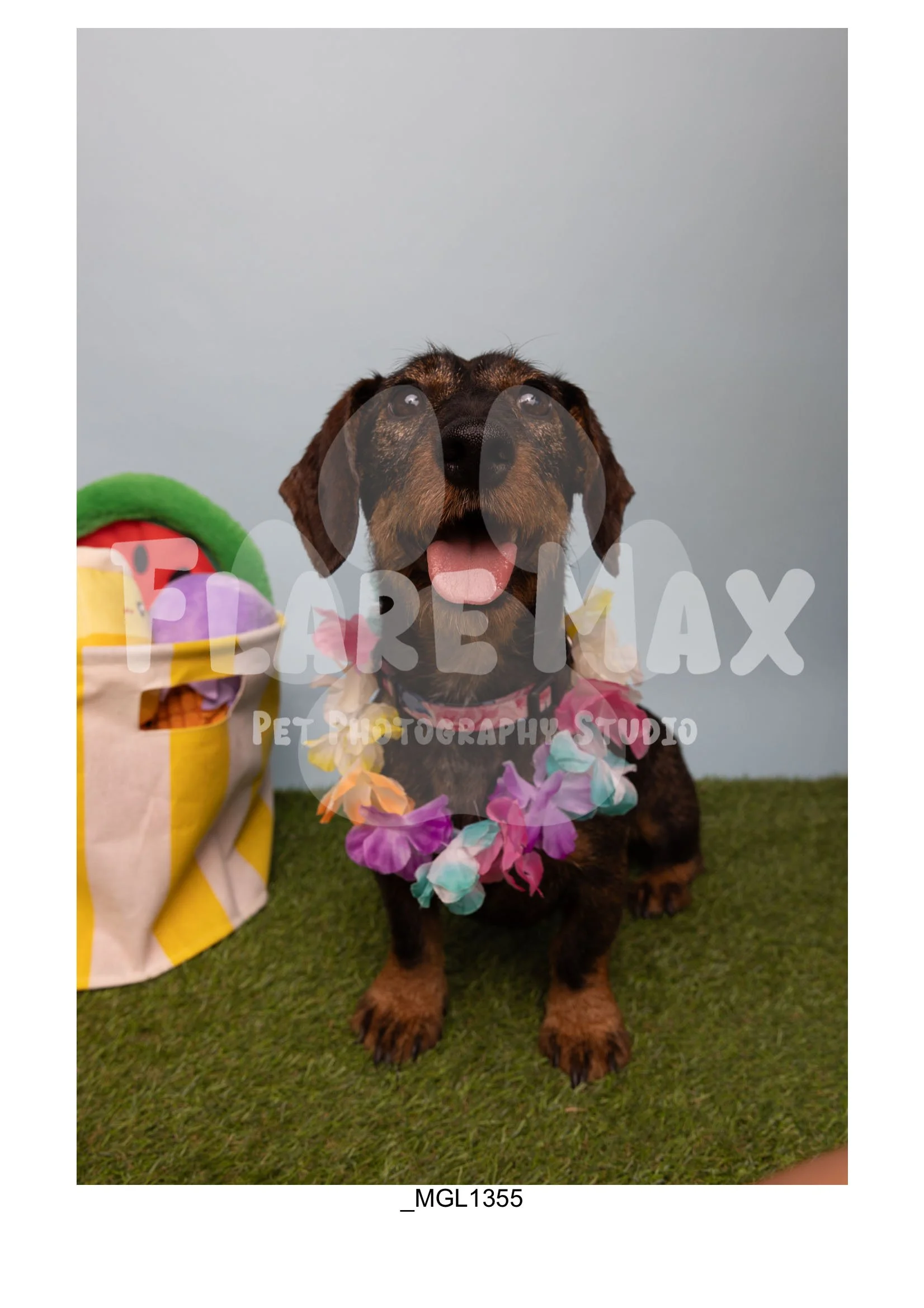 Doghouse gallery-077.jpg