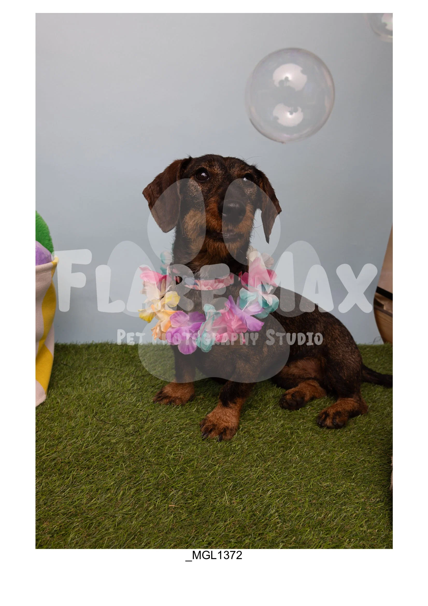 Doghouse gallery-078.jpg