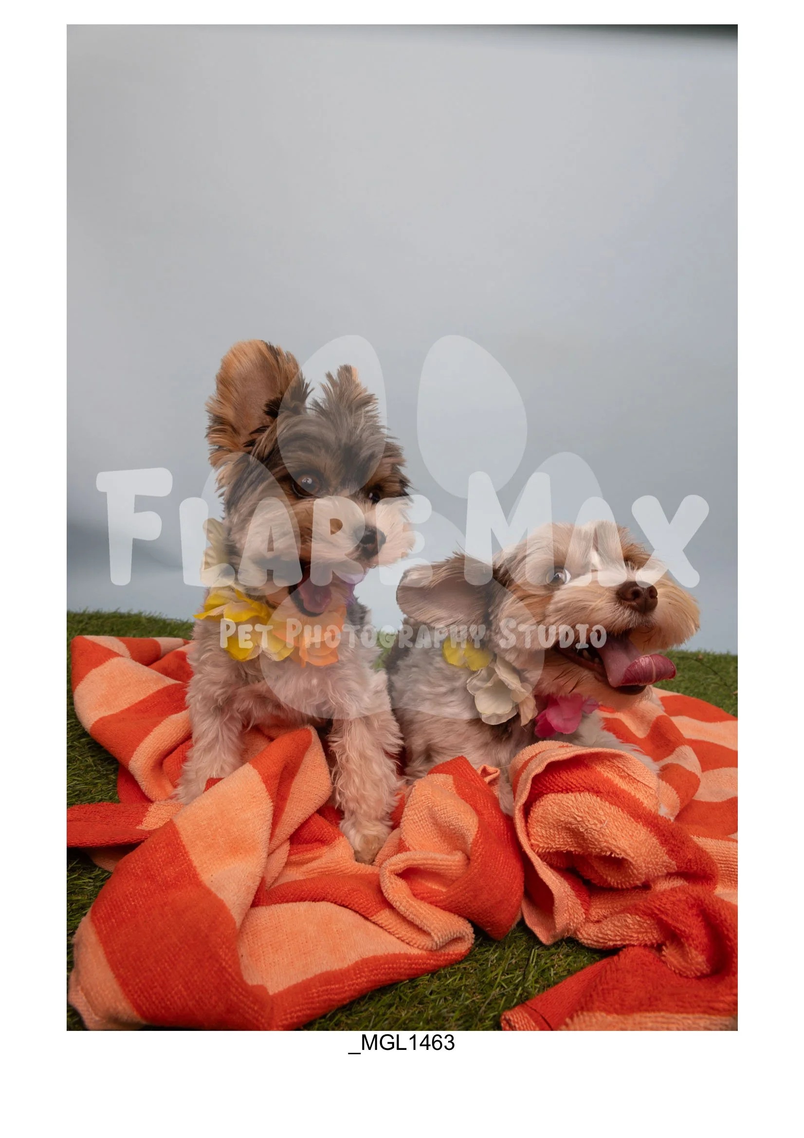 Doghouse gallery-082.jpg