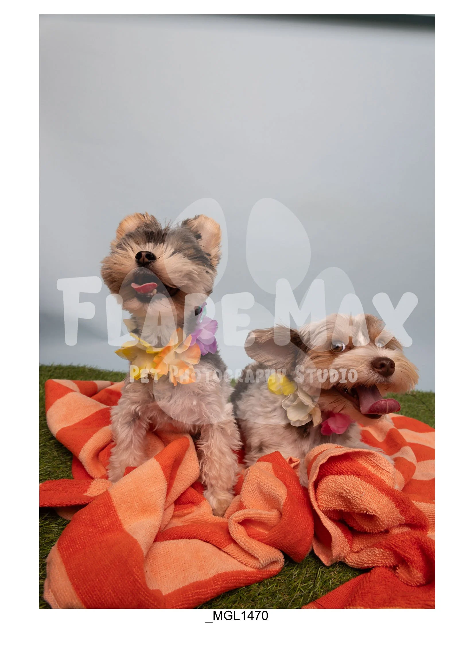 Doghouse gallery-083.jpg