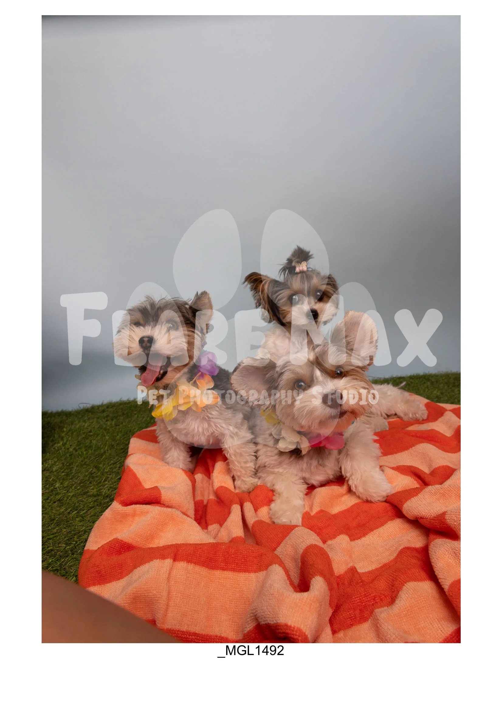 Doghouse gallery-084.jpg