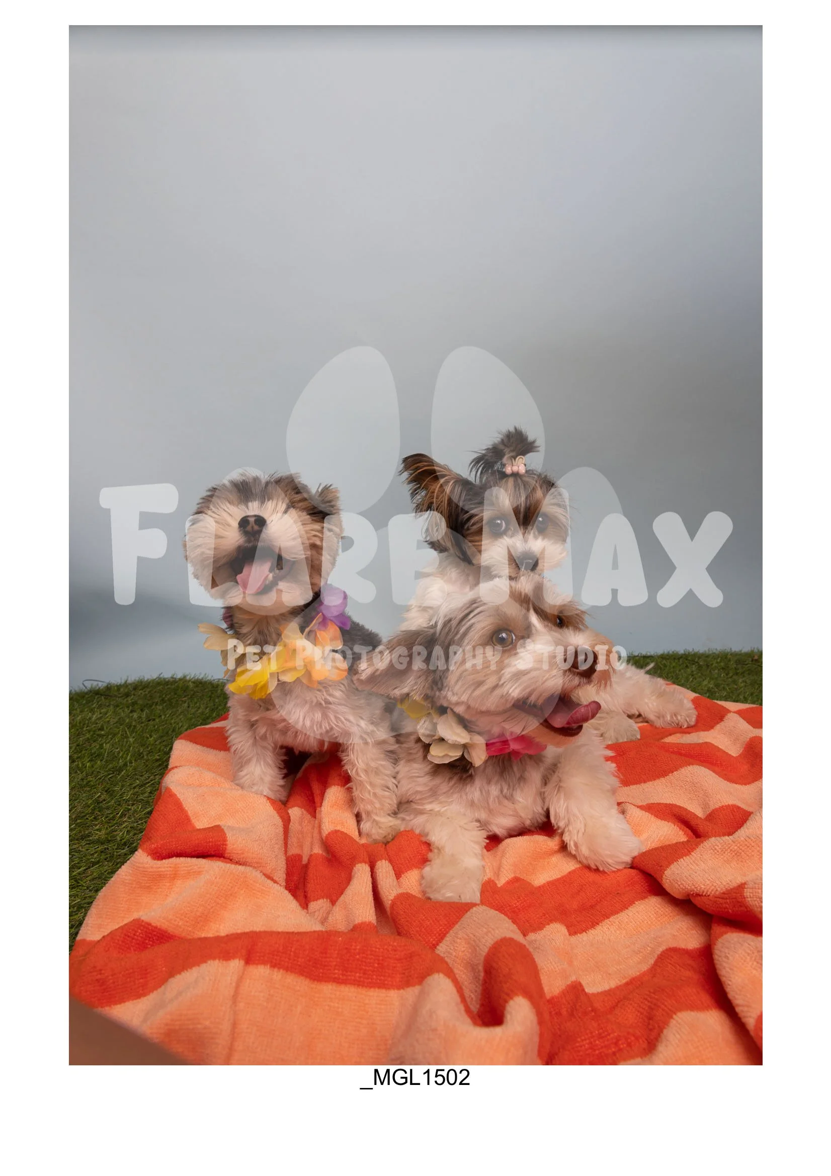 Doghouse gallery-085.jpg