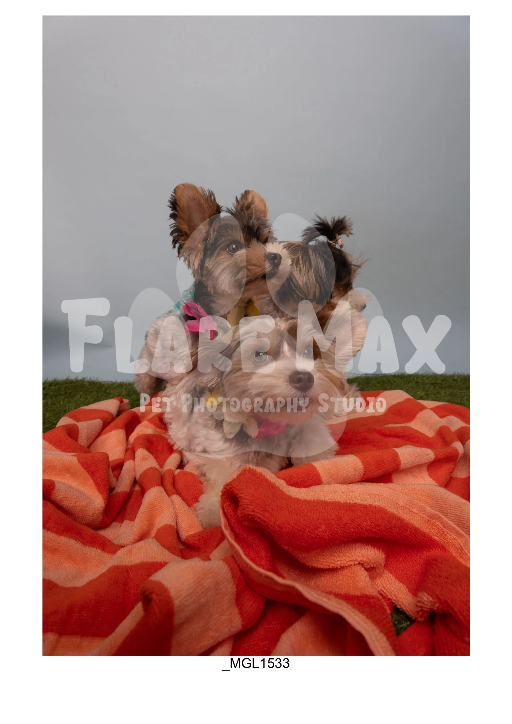 Doghouse gallery-086.jpg