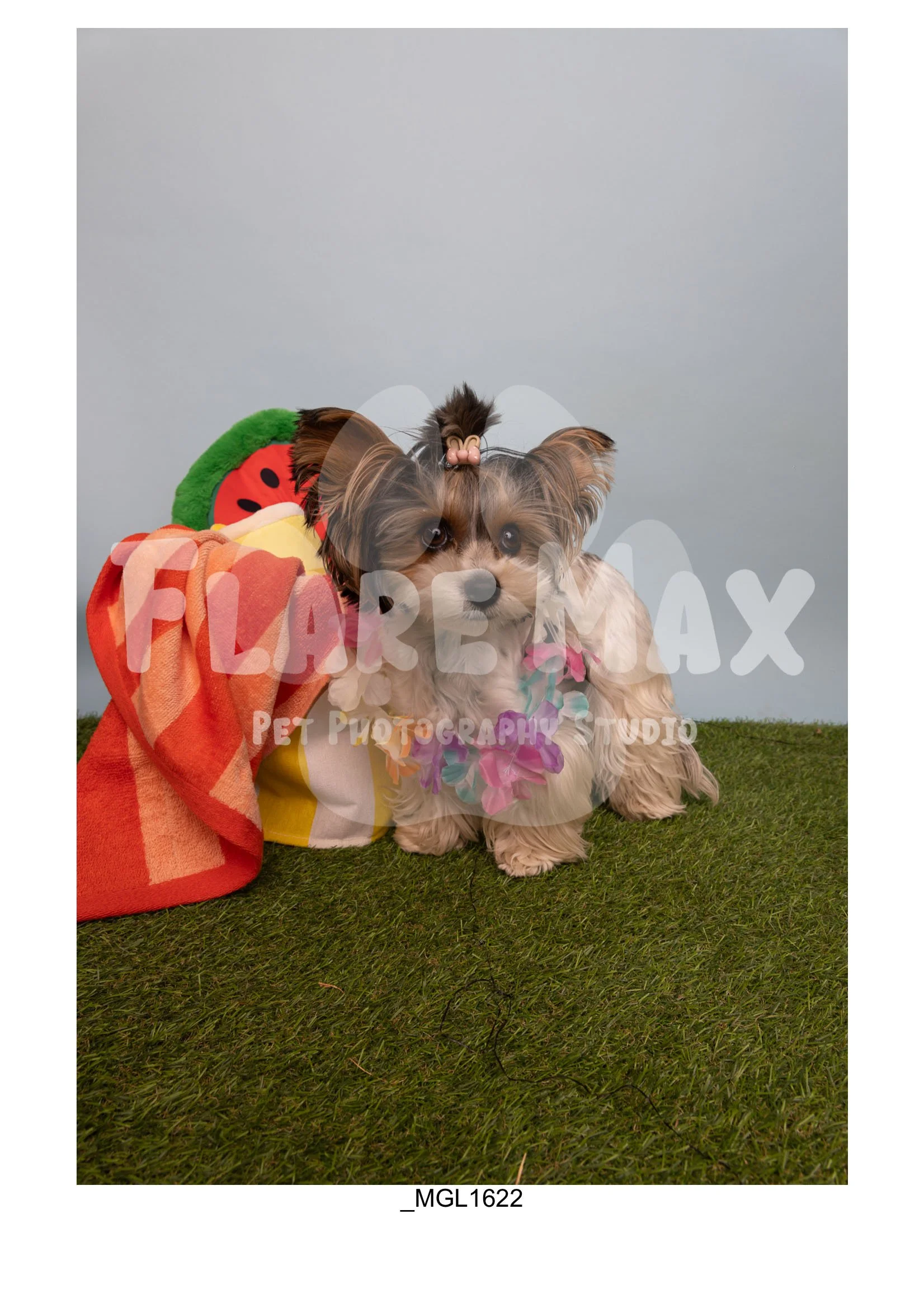 Doghouse gallery-089.jpg