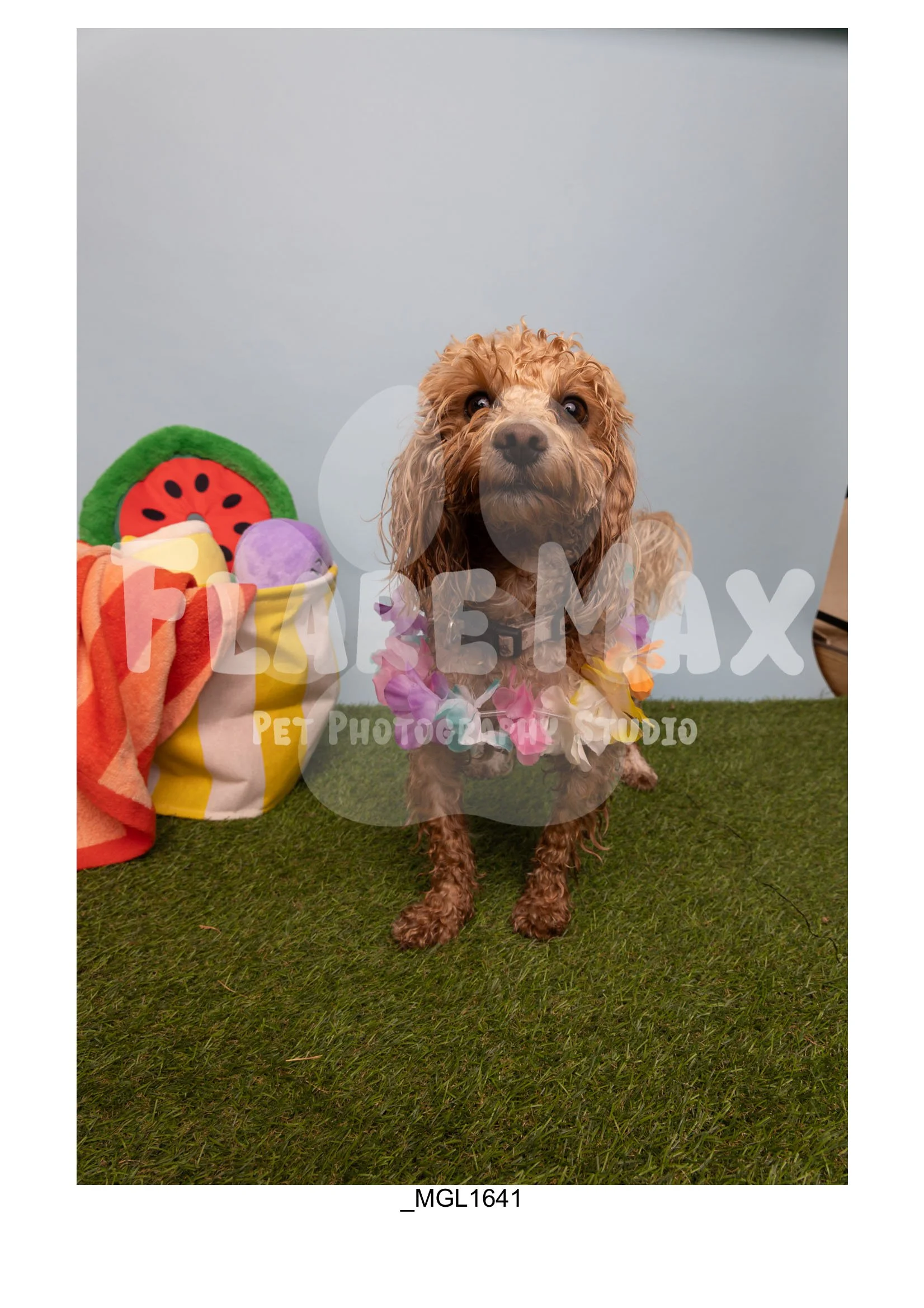 Doghouse gallery-090.jpg