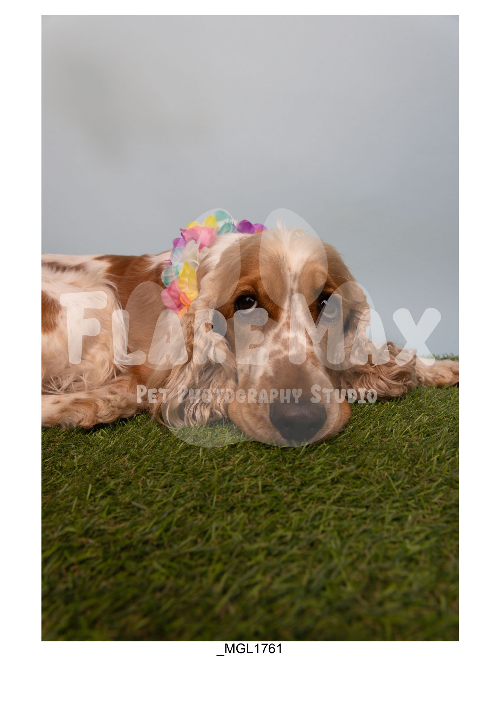 Doghouse gallery-095.jpg