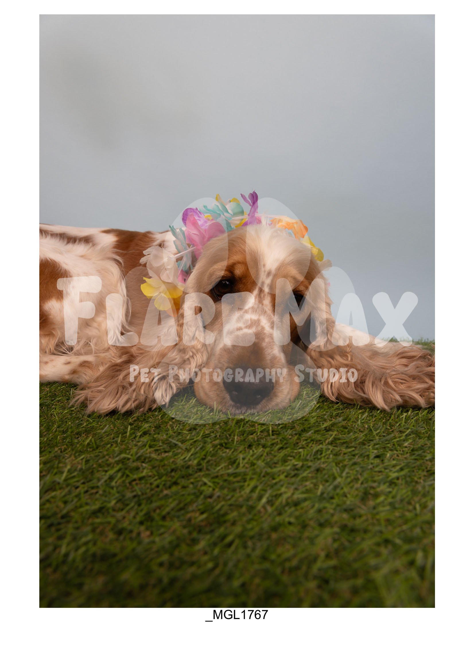 Doghouse gallery-096.jpg