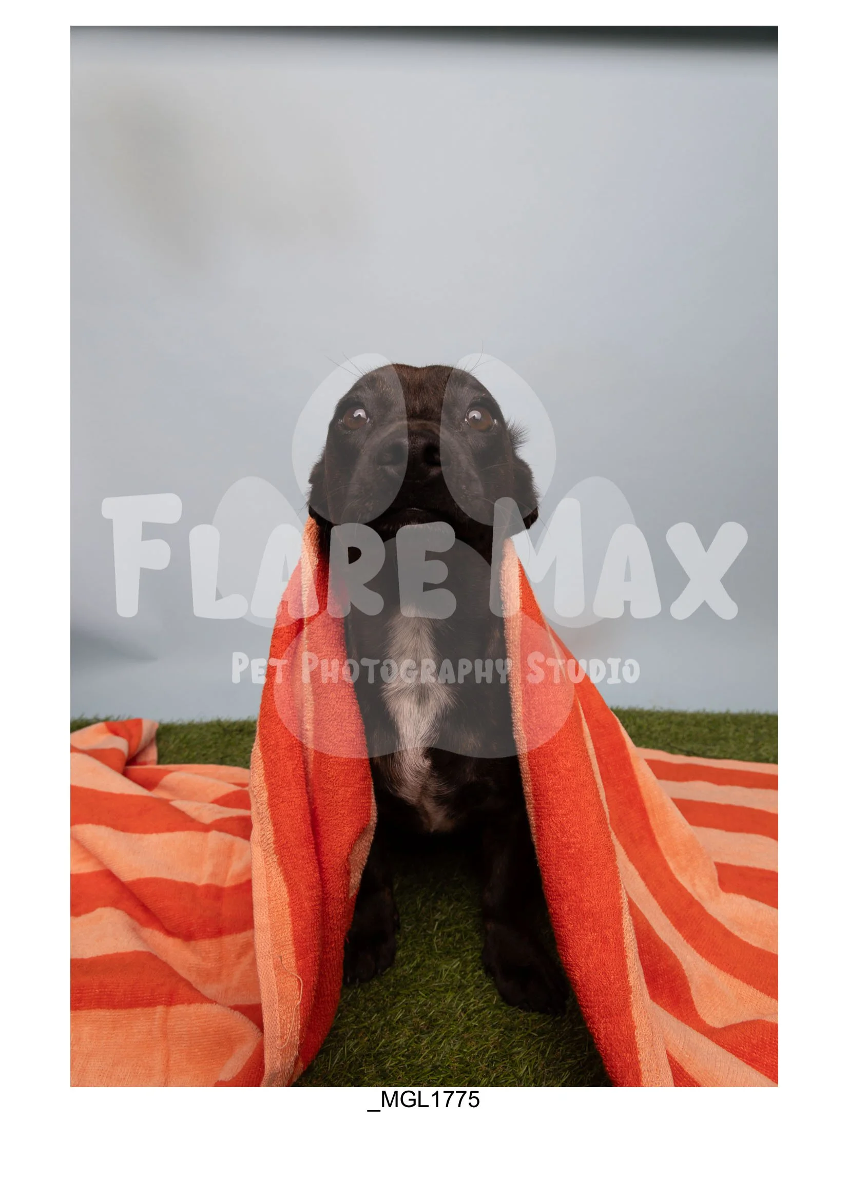 Doghouse gallery-098.jpg