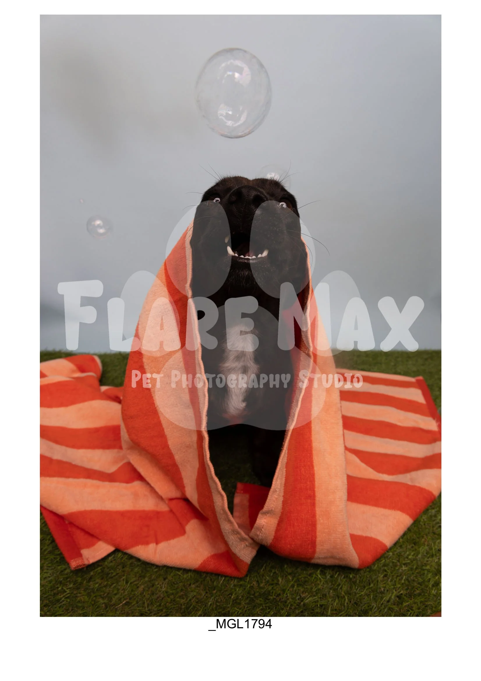 Doghouse gallery-100.jpg