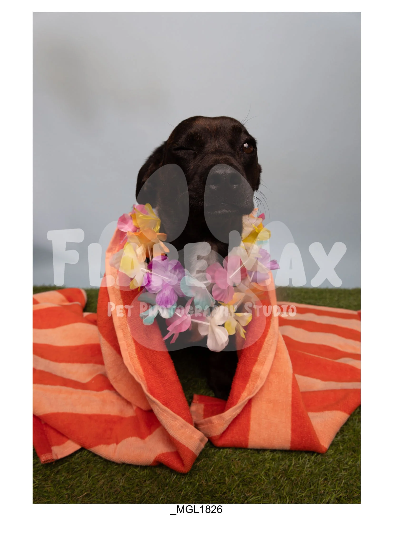 Doghouse gallery-102.jpg