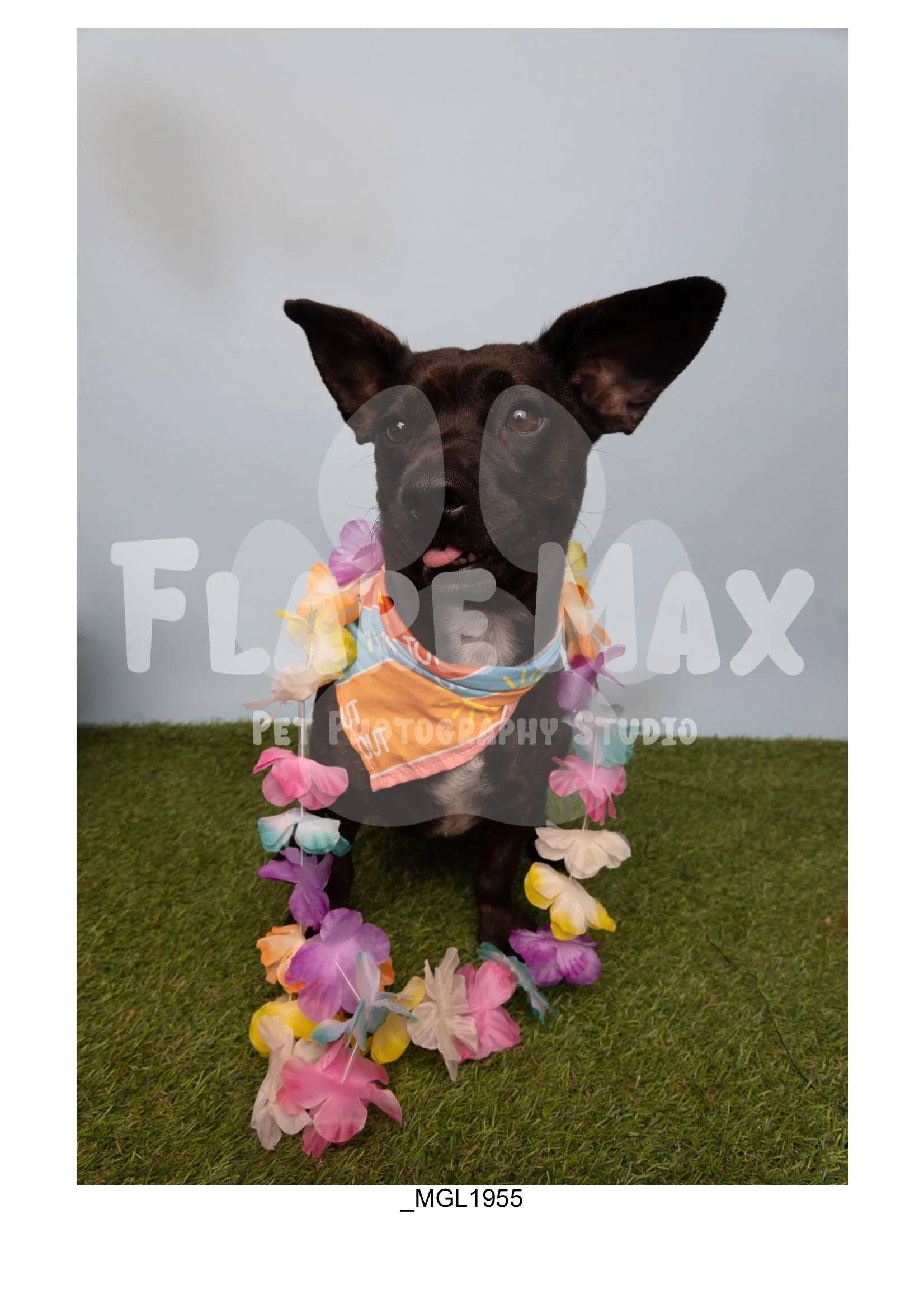 Doghouse gallery-104.jpg