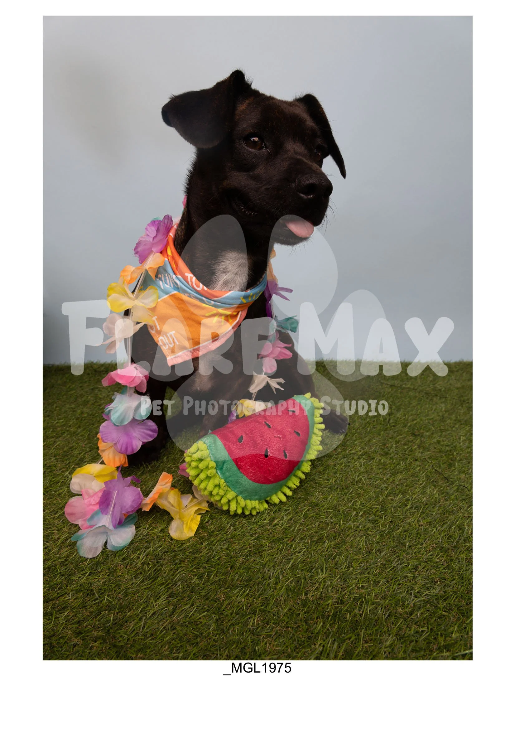 Doghouse gallery-105.jpg