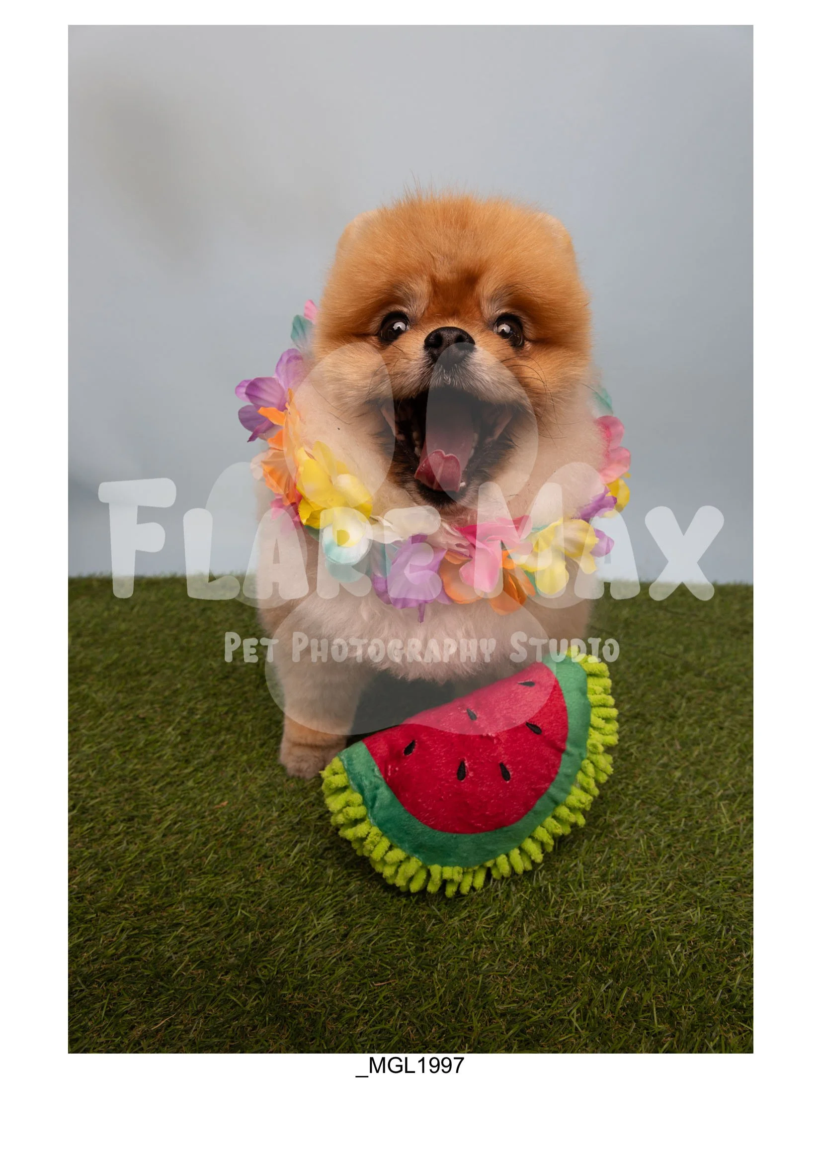 Doghouse gallery-106.jpg