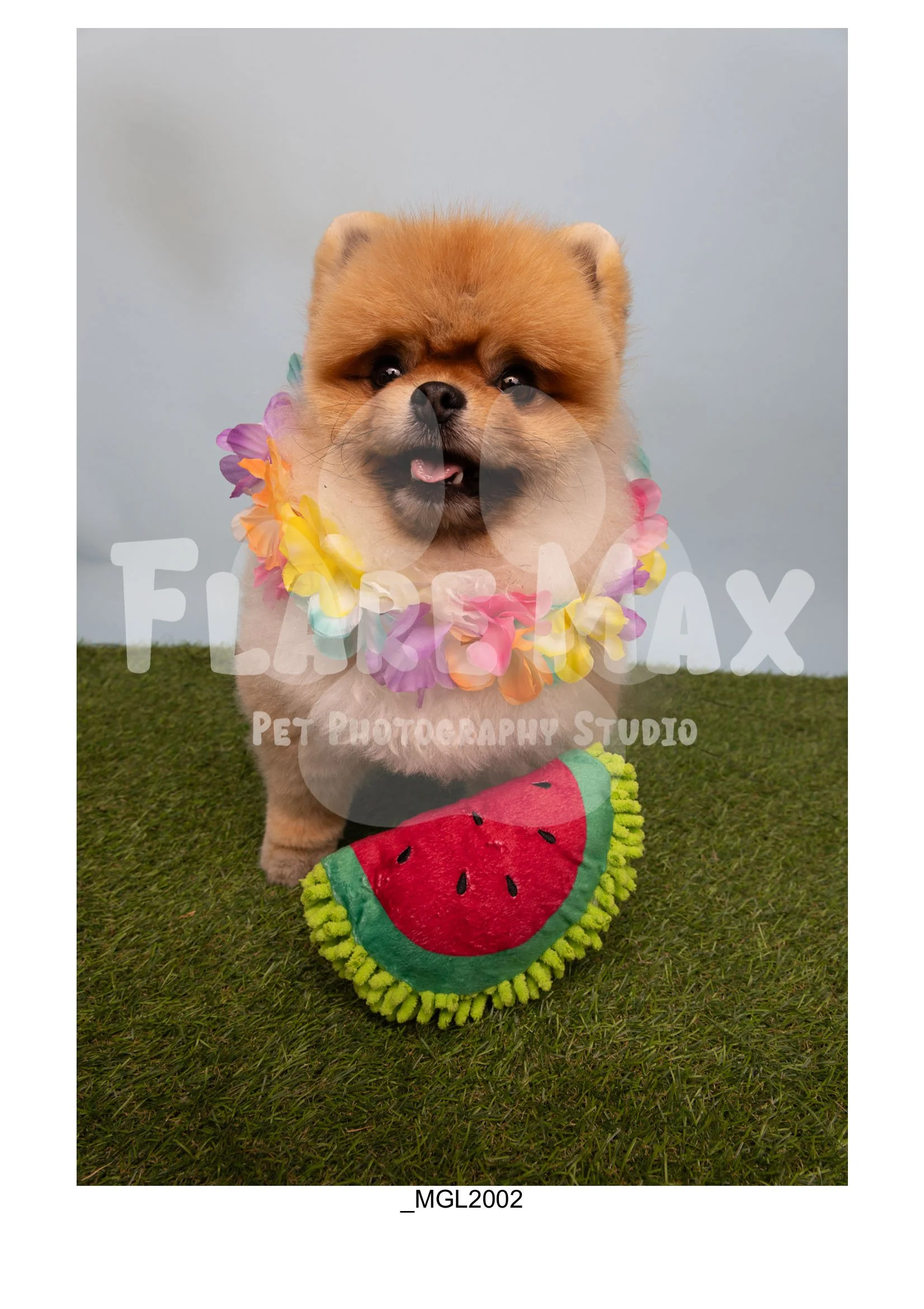 Doghouse gallery-107.jpg