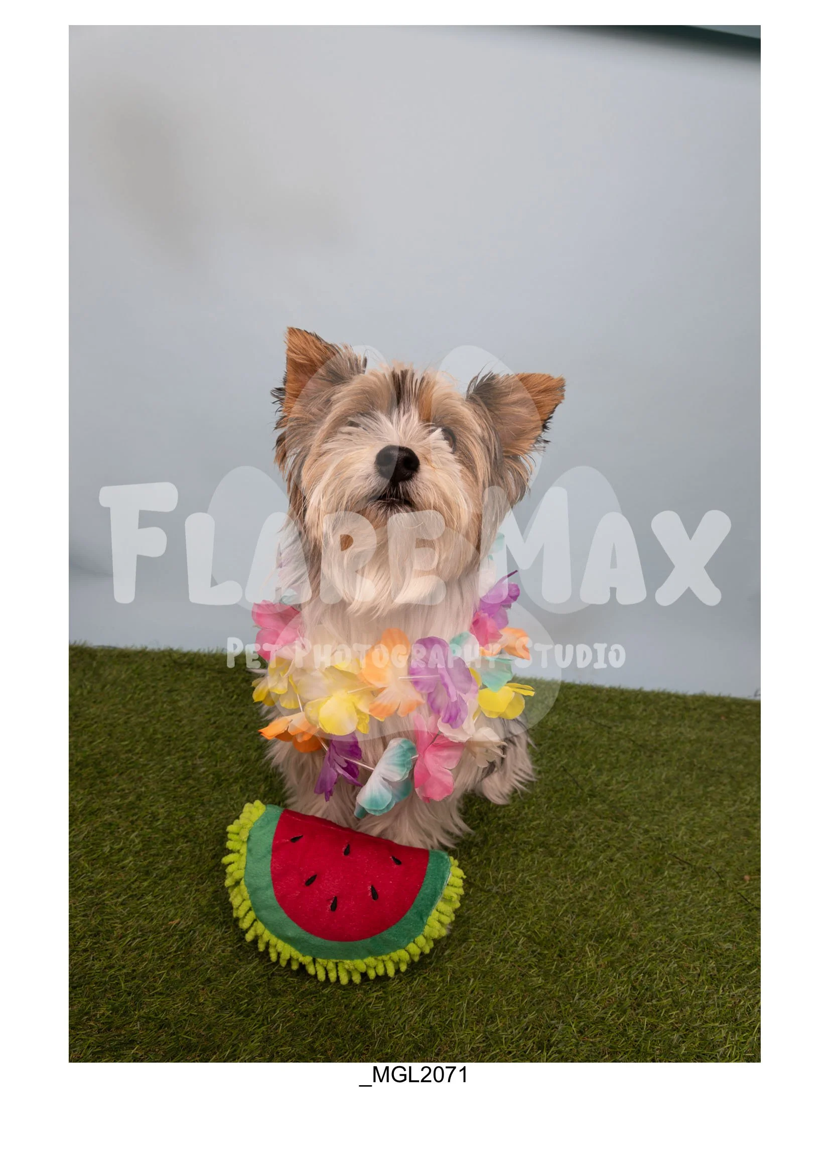 Doghouse gallery-111.jpg