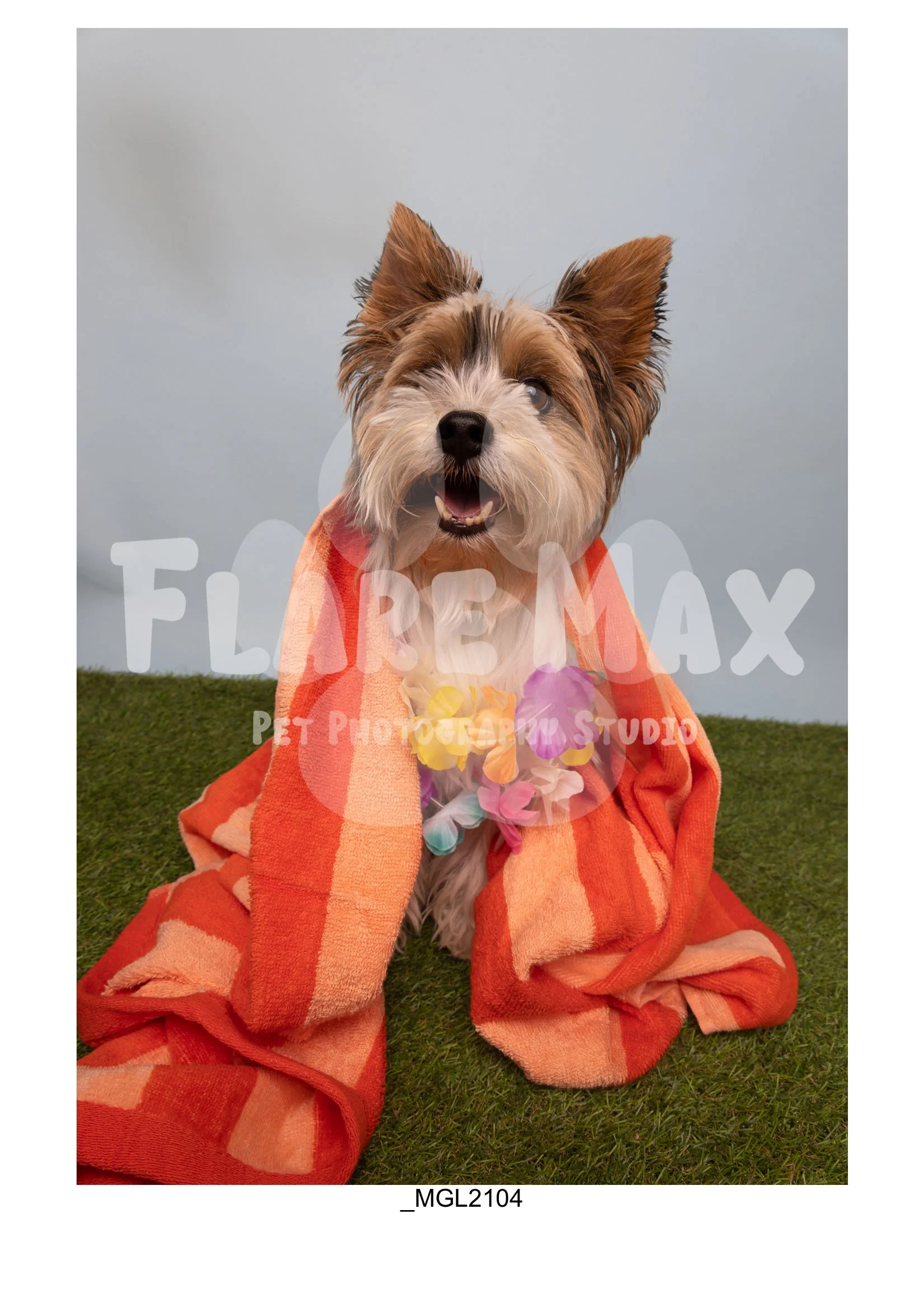Doghouse gallery-115.jpg