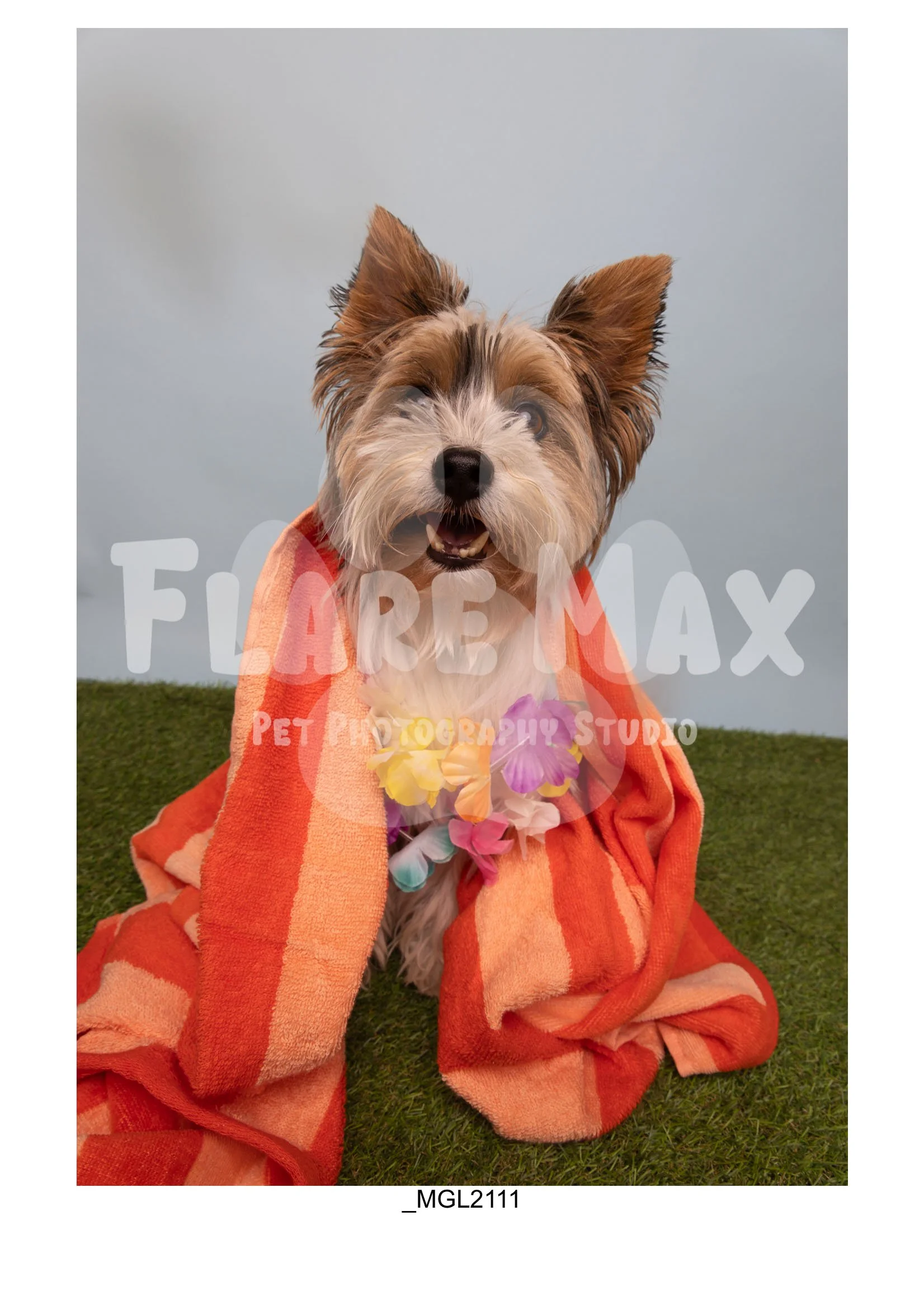 Doghouse gallery-116.jpg