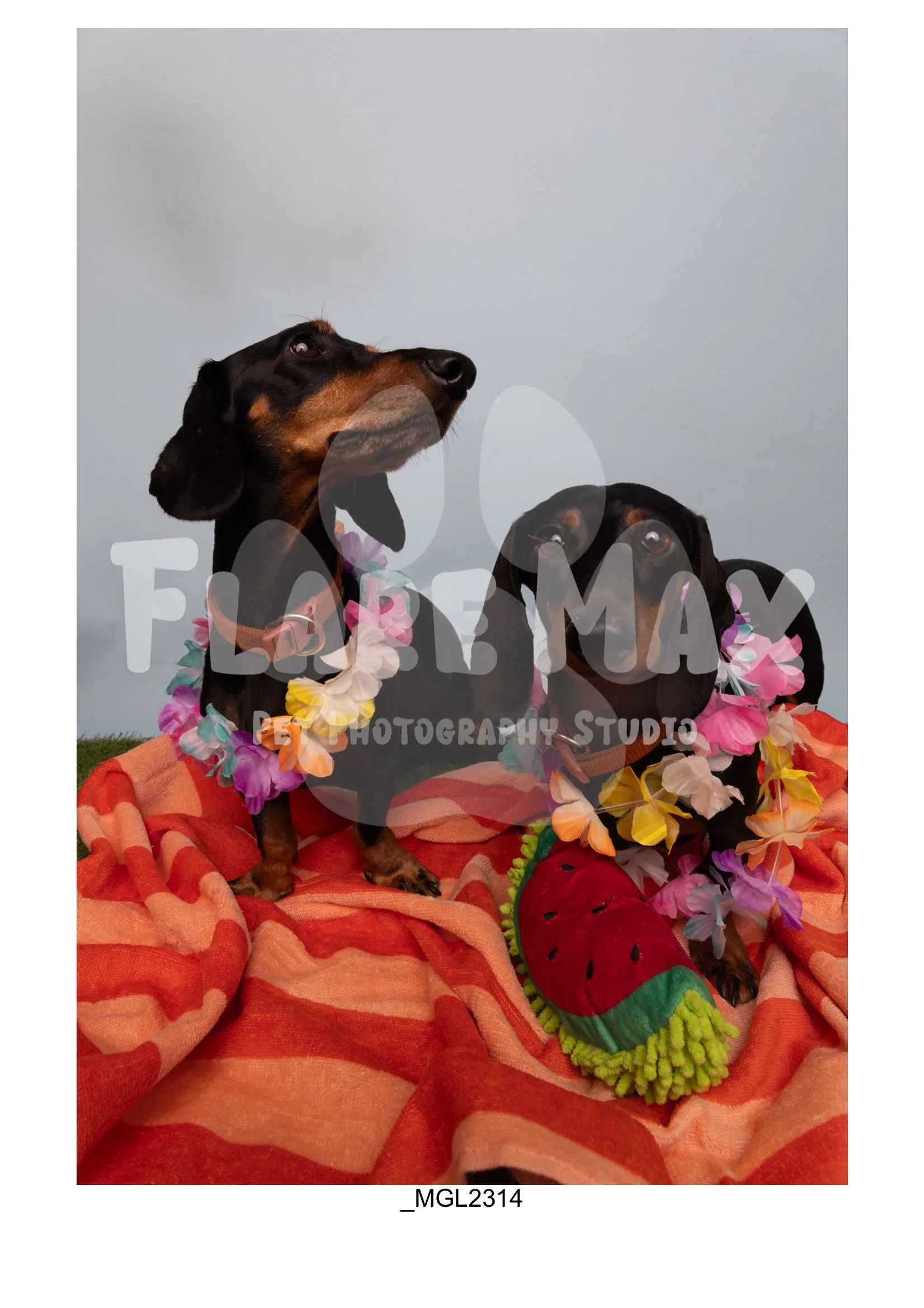 Doghouse gallery-126.jpg